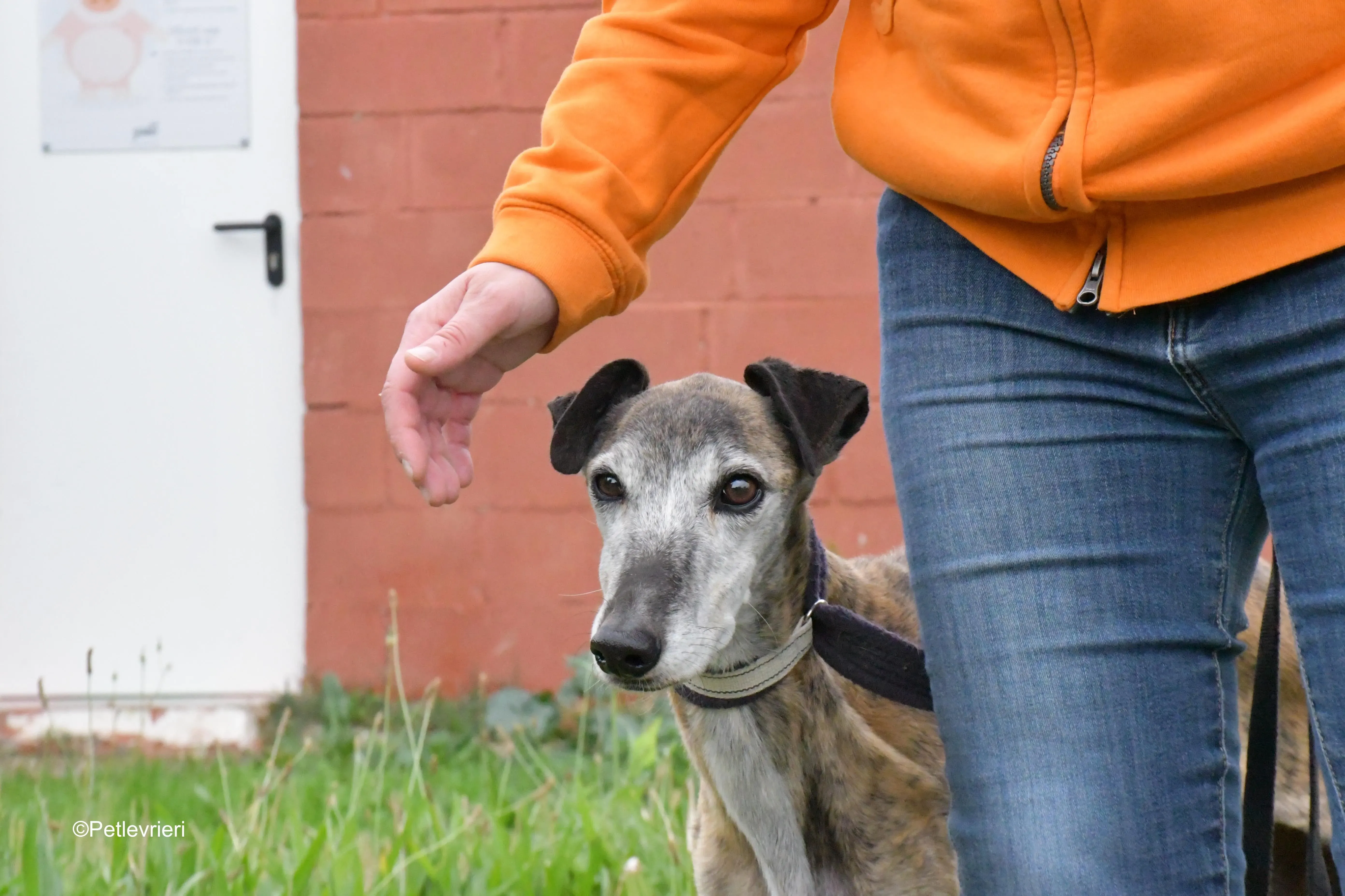 tralla adozione levrieri galgo 10