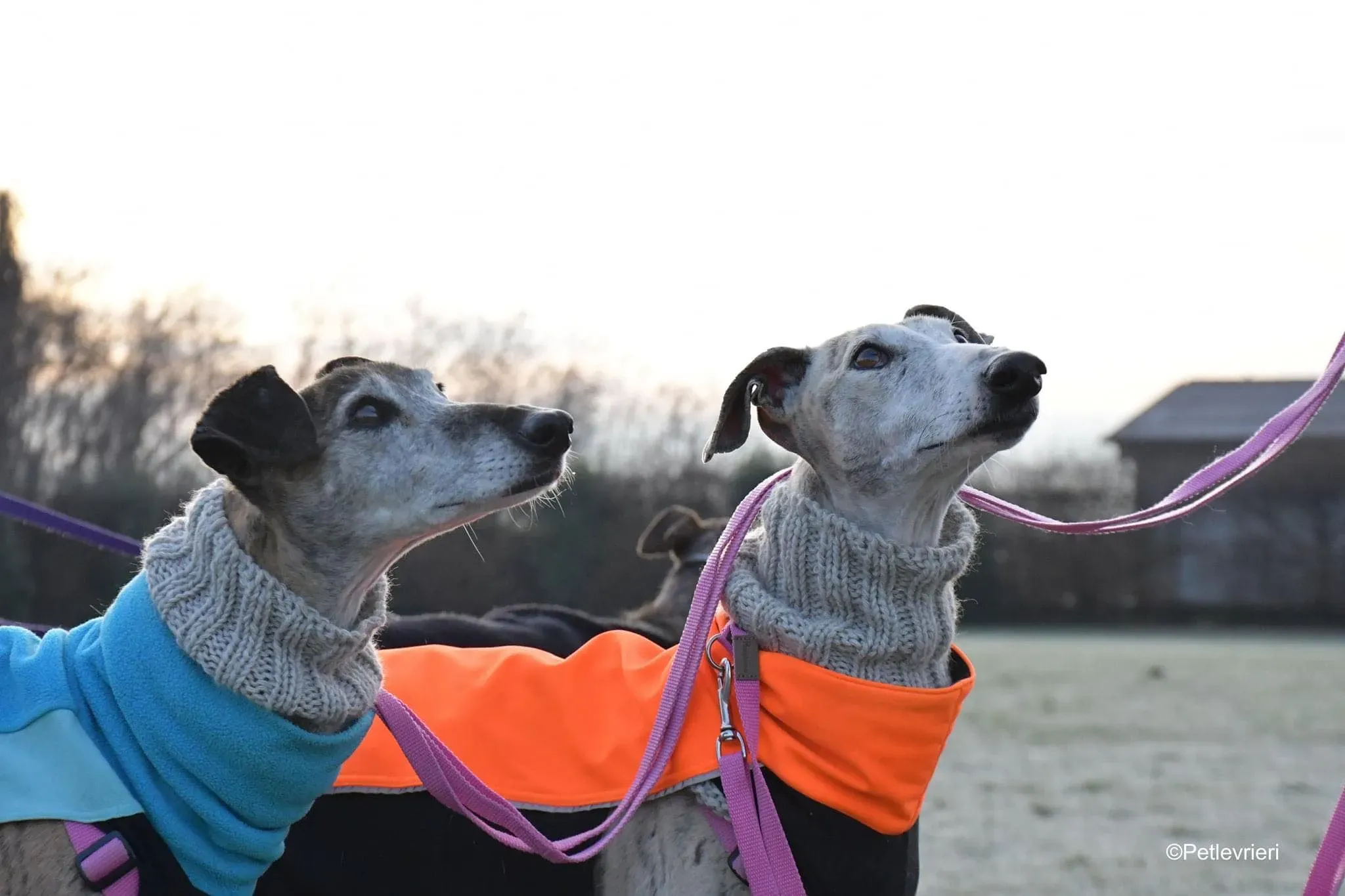 tralla adozione levrieri galgo 11