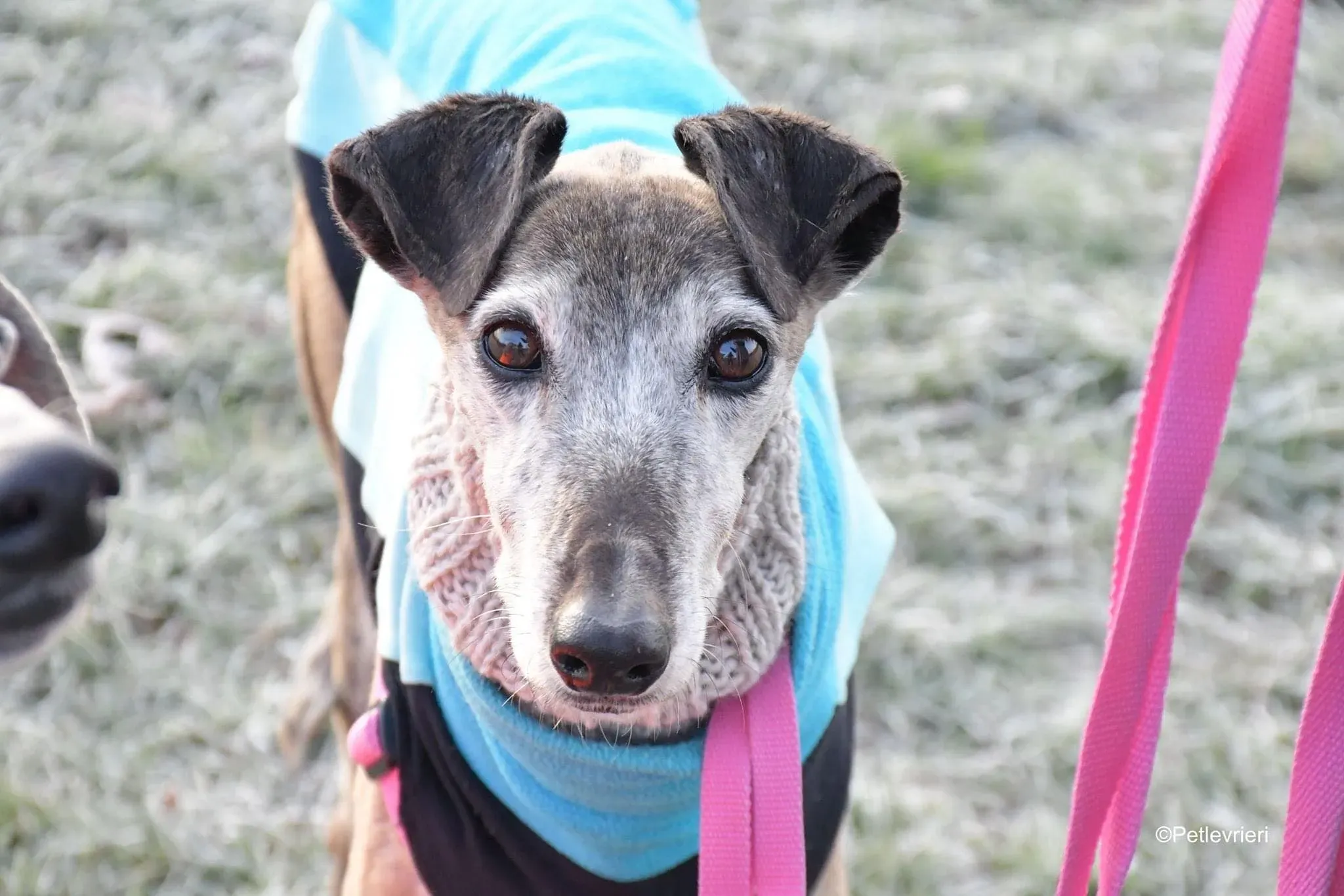 tralla adozione levrieri galgo 12