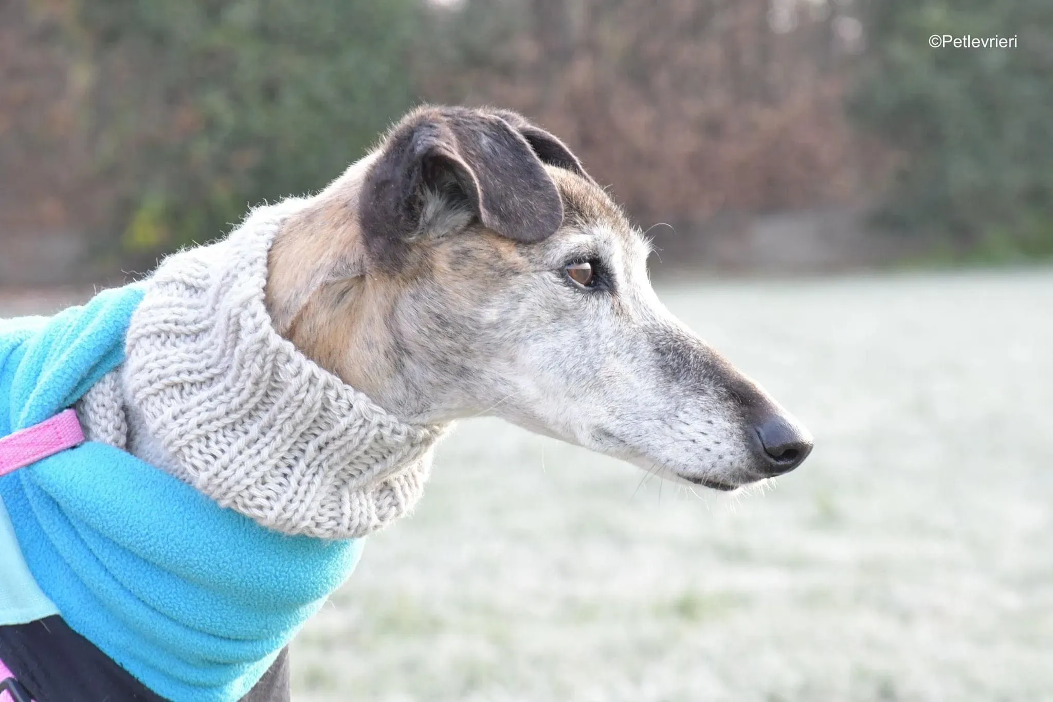 tralla adozione levrieri galgo 13