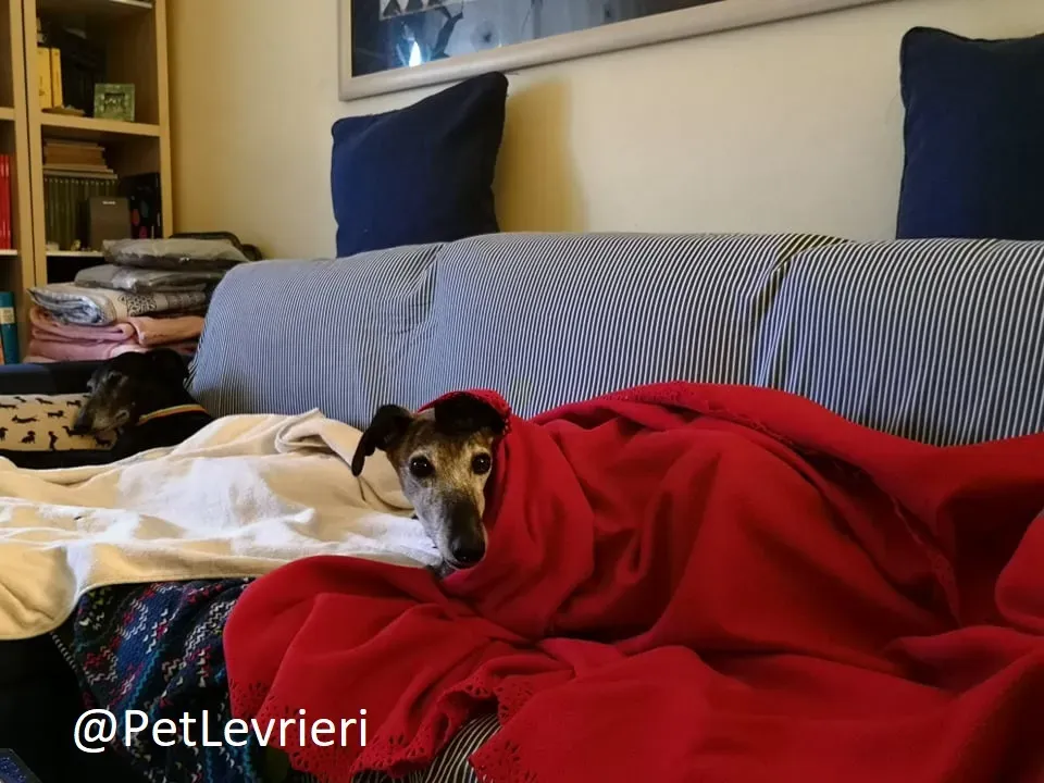 tralla adozione levrieri galgo 15