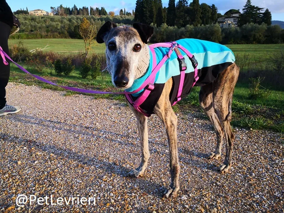 tralla adozione levrieri galgo 16