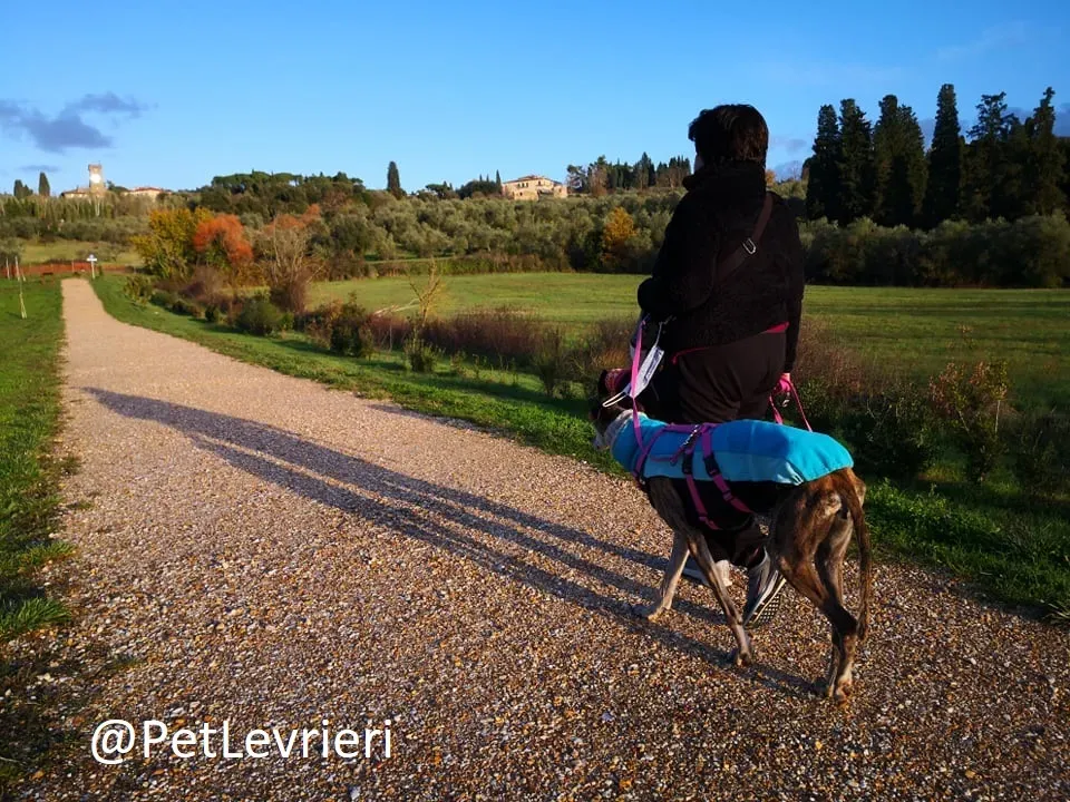 tralla adozione levrieri galgo 17
