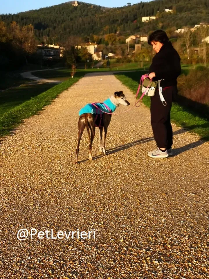 tralla adozione levrieri galgo 18