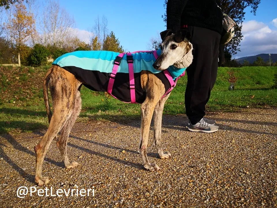 tralla adozione levrieri galgo 19