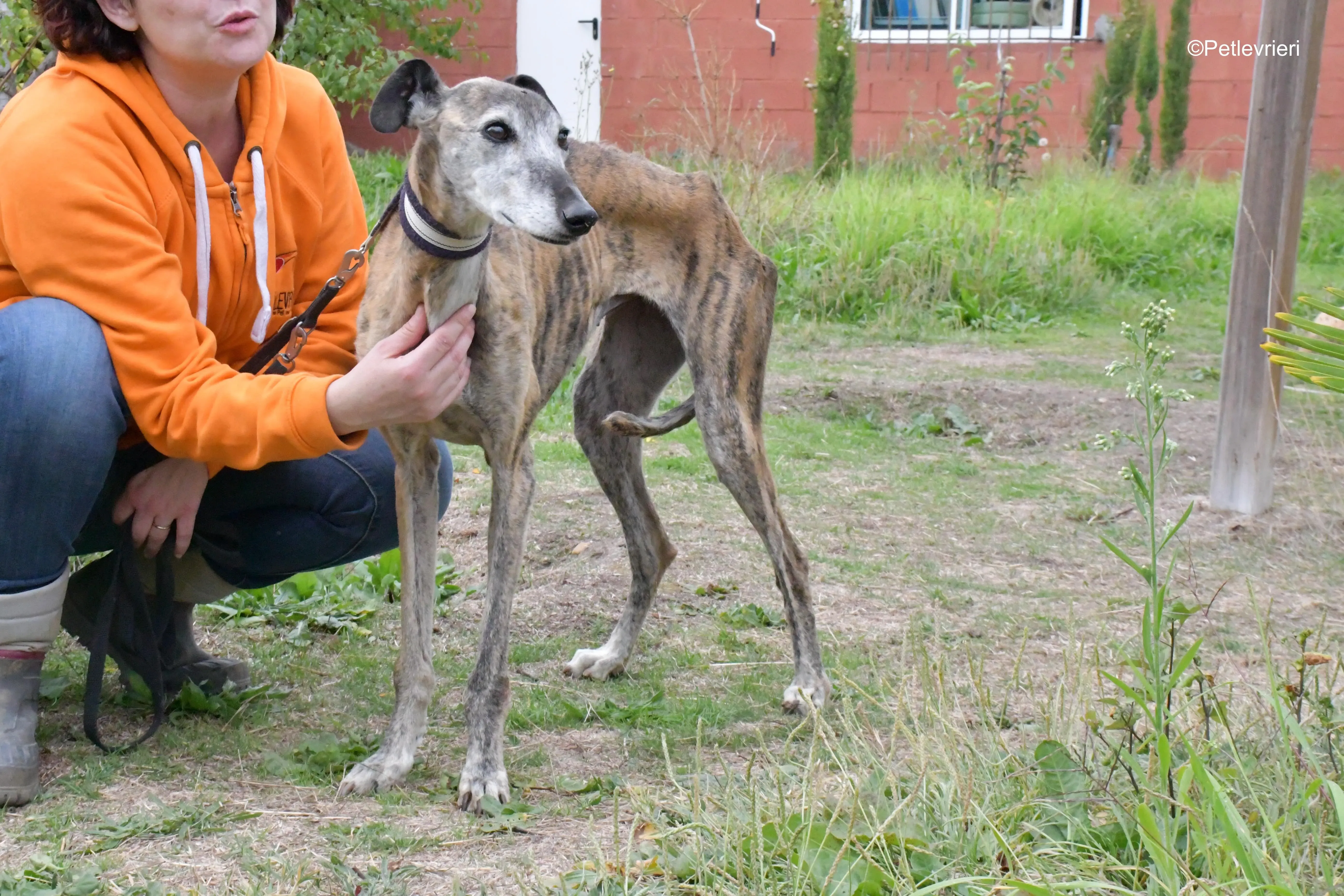 tralla adozione levrieri galgo 2