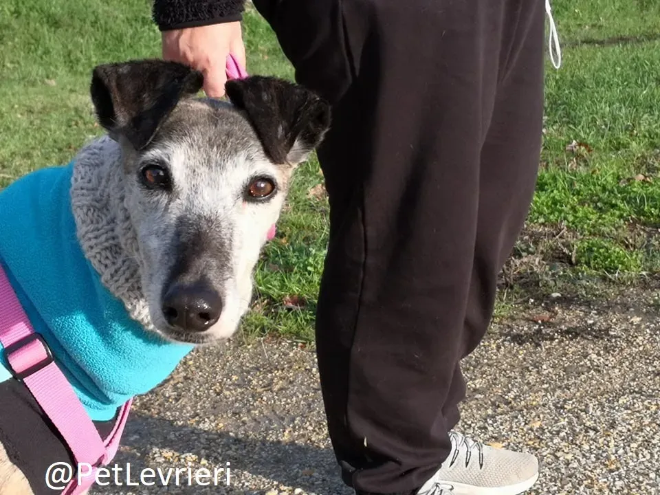 tralla adozione levrieri galgo 20