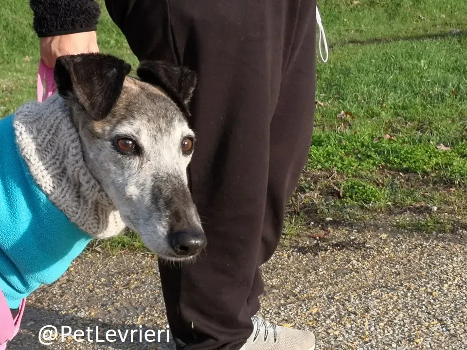 tralla adozione levrieri galgo 21