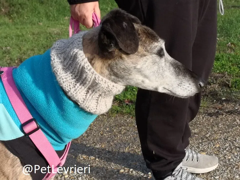 tralla adozione levrieri galgo 22