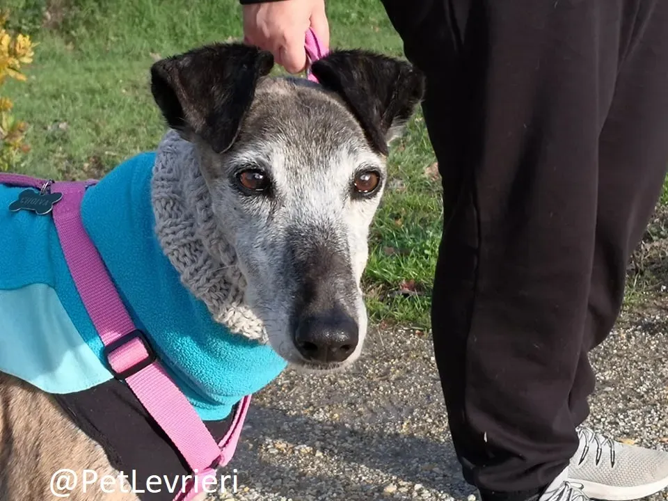 tralla adozione levrieri galgo 23