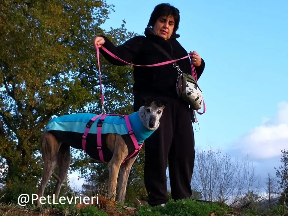 tralla adozione levrieri galgo 24