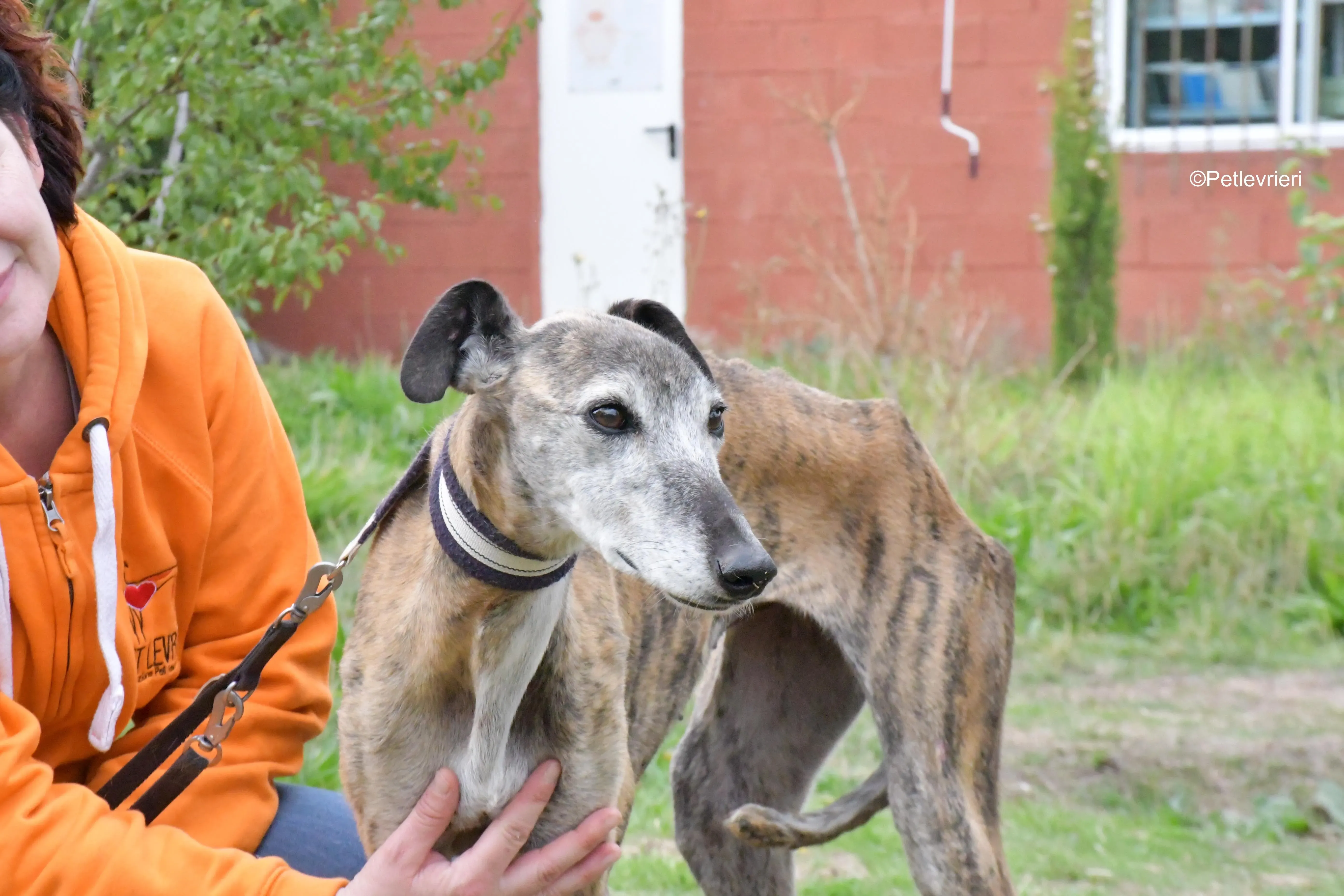 tralla adozione levrieri galgo 3