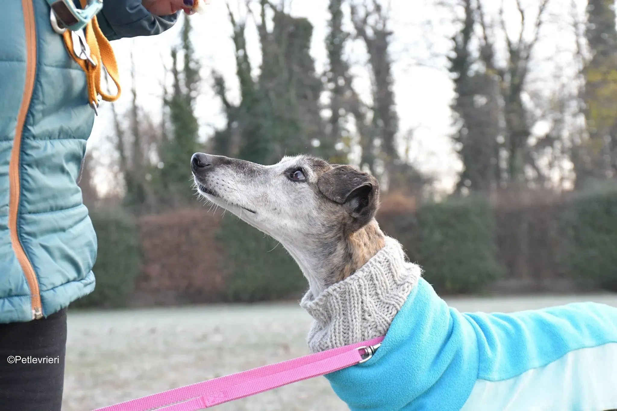 tralla adozione levrieri galgo 30