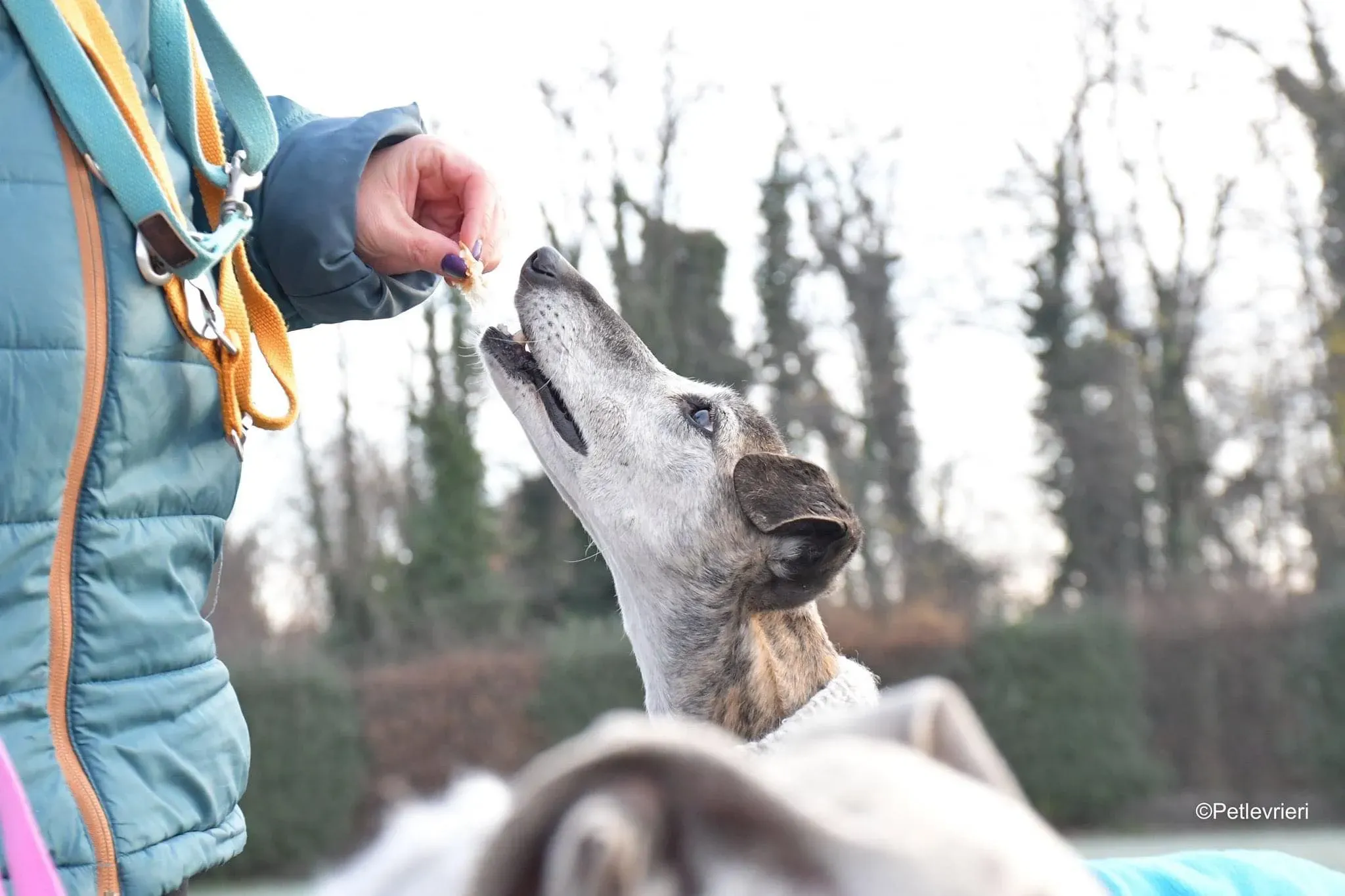 tralla adozione levrieri galgo 31