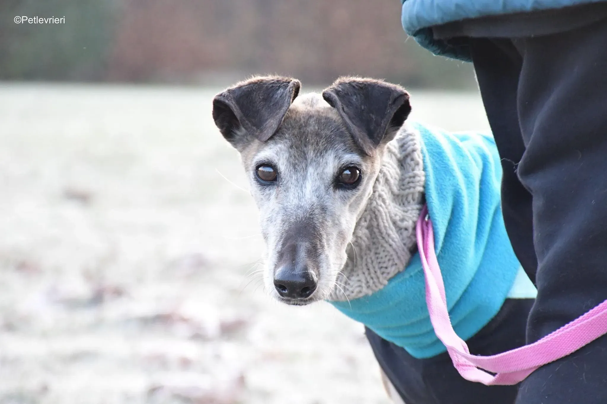 tralla adozione levrieri galgo 33