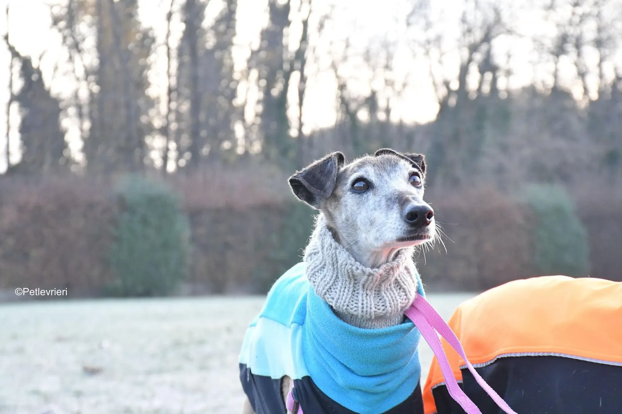 tralla adozione levrieri galgo 34