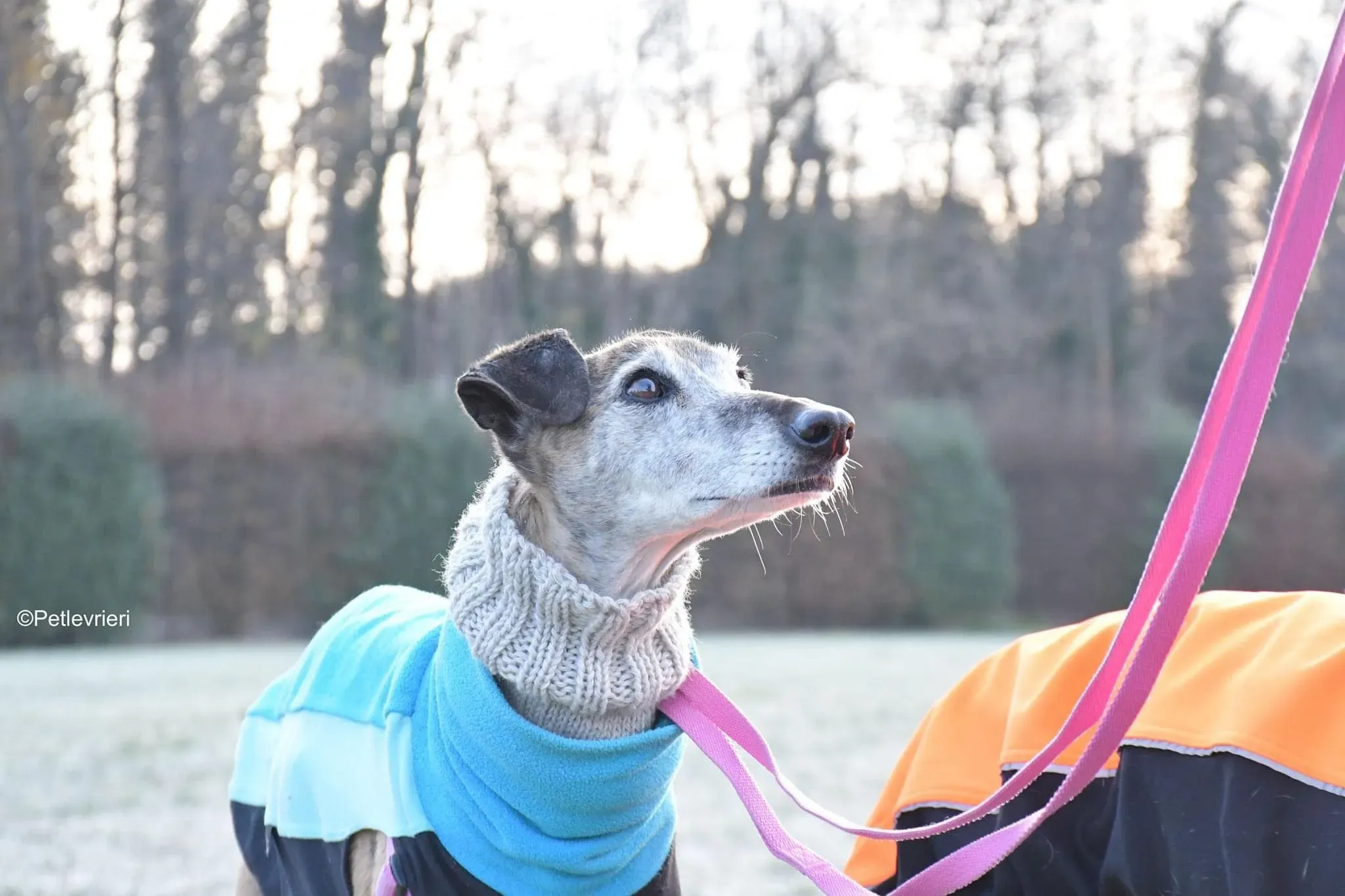 tralla adozione levrieri galgo 35