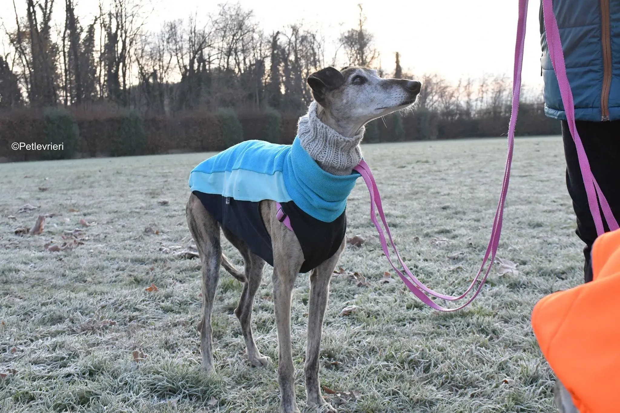 tralla adozione levrieri galgo 36