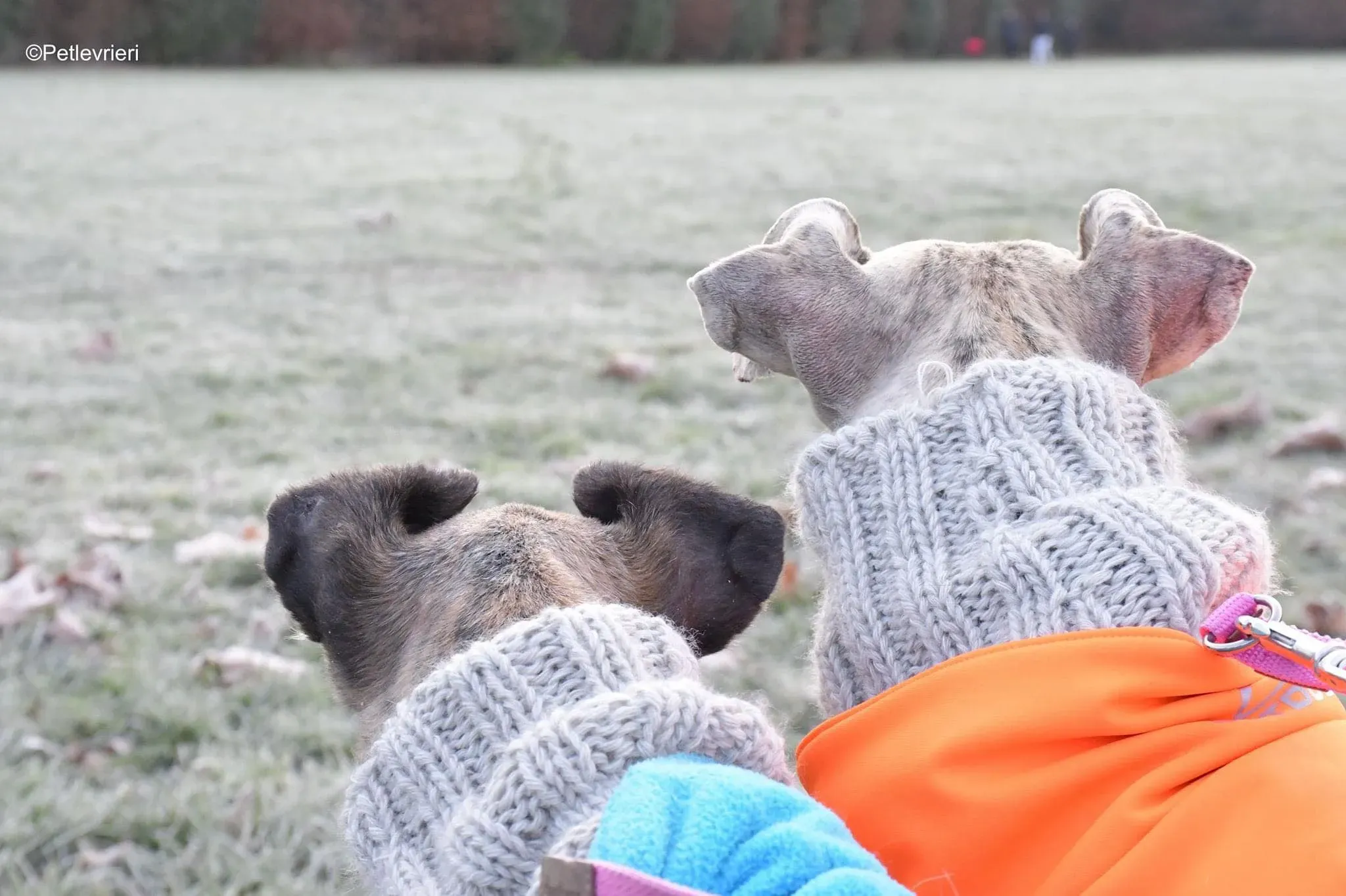 tralla adozione levrieri galgo 37