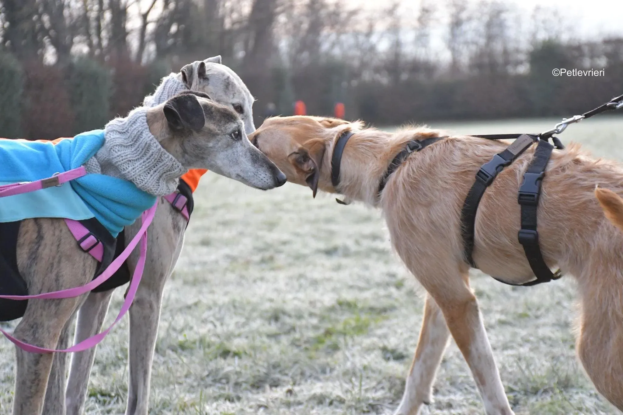 tralla adozione levrieri galgo 38