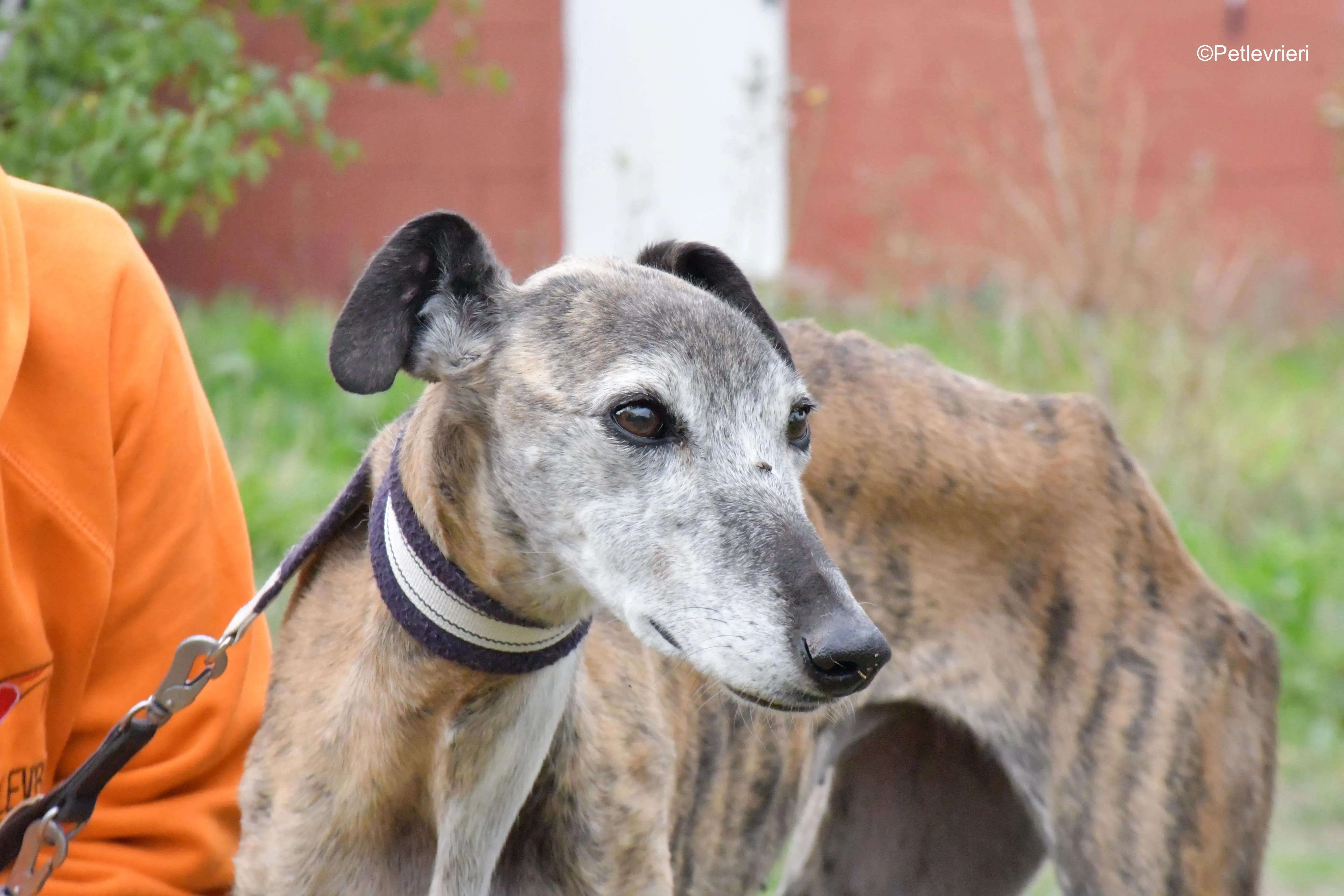 tralla adozione levrieri galgo 4