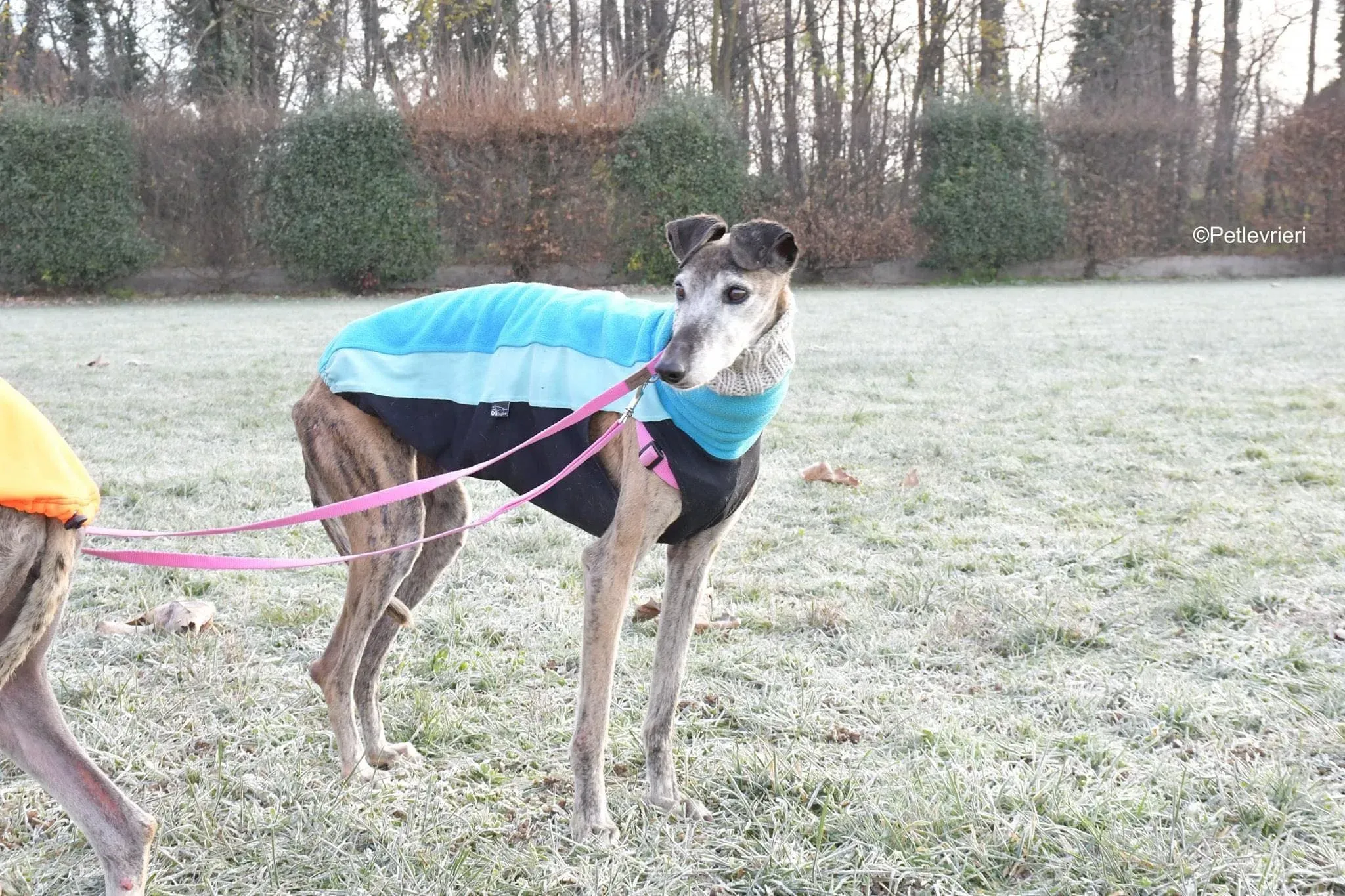 tralla adozione levrieri galgo 40