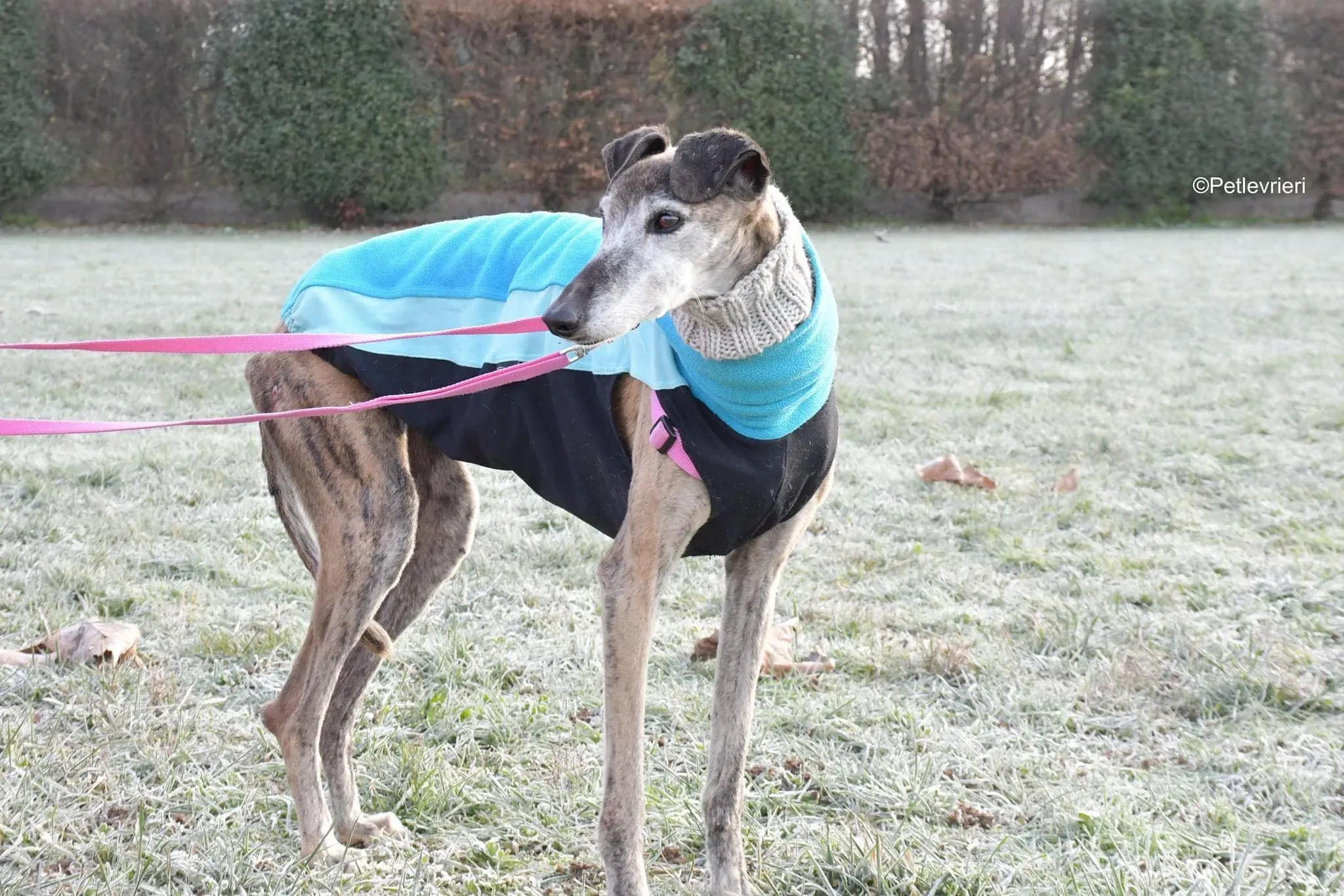 tralla adozione levrieri galgo 41