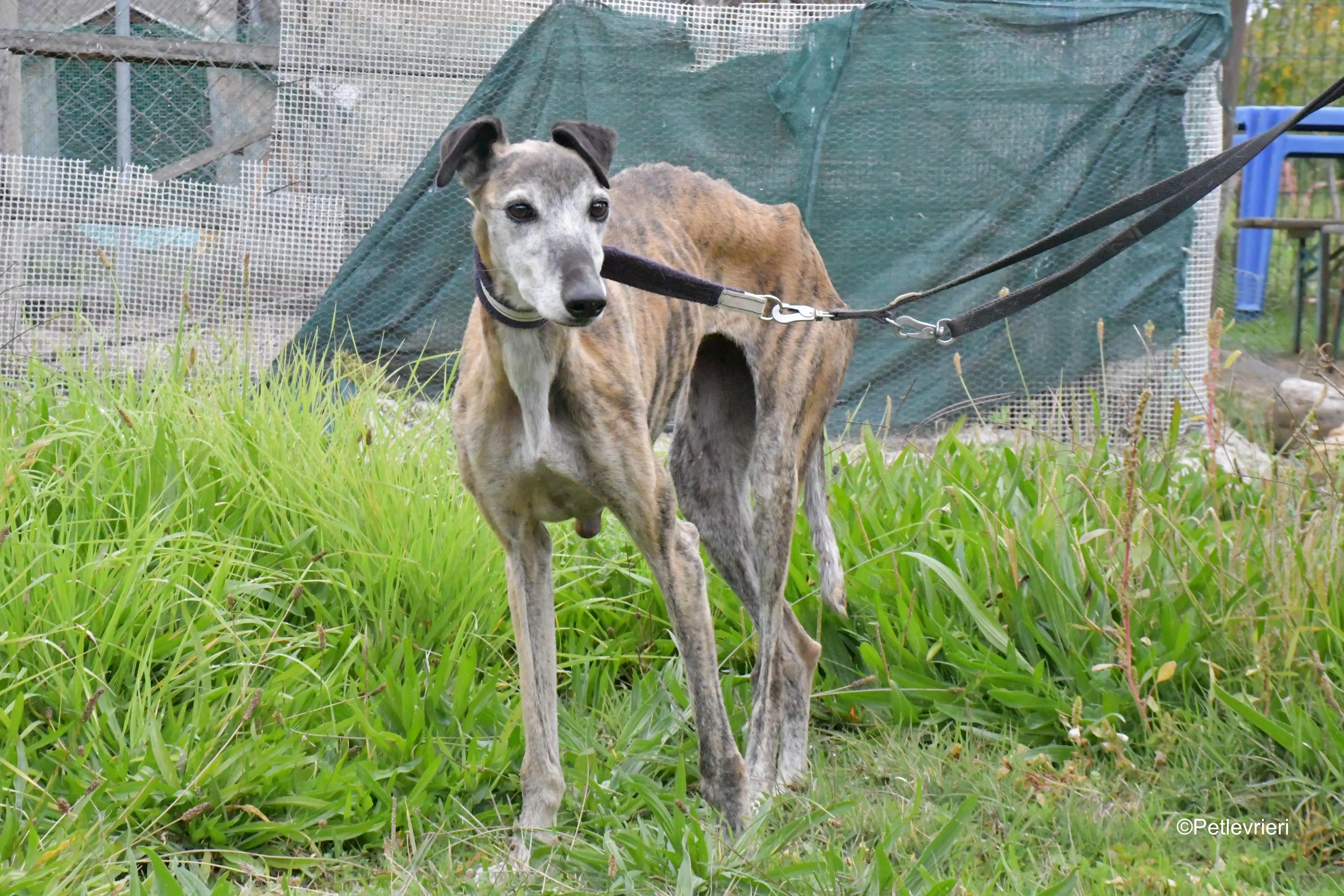 tralla adozione levrieri galgo 5