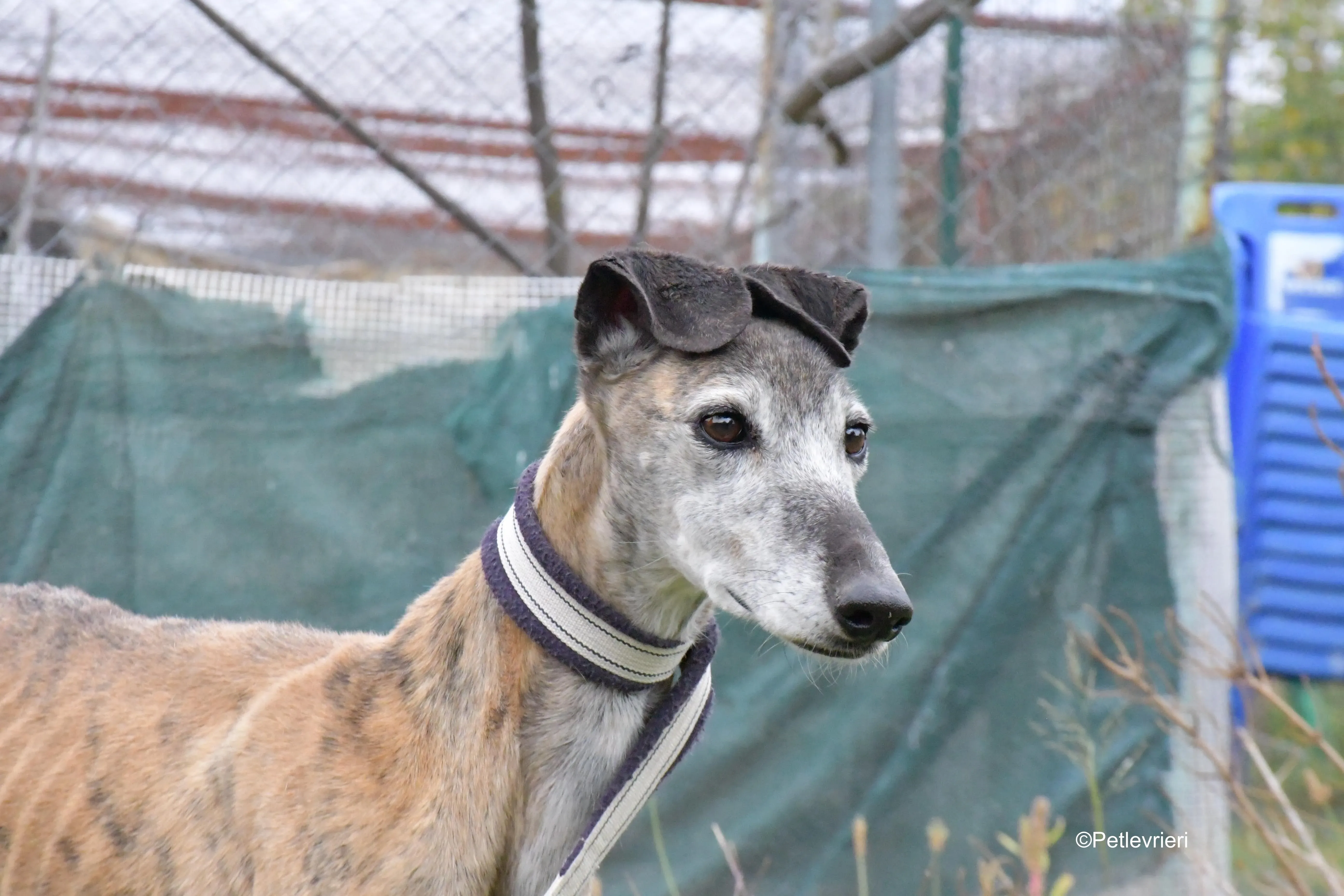 tralla adozione levrieri galgo 6