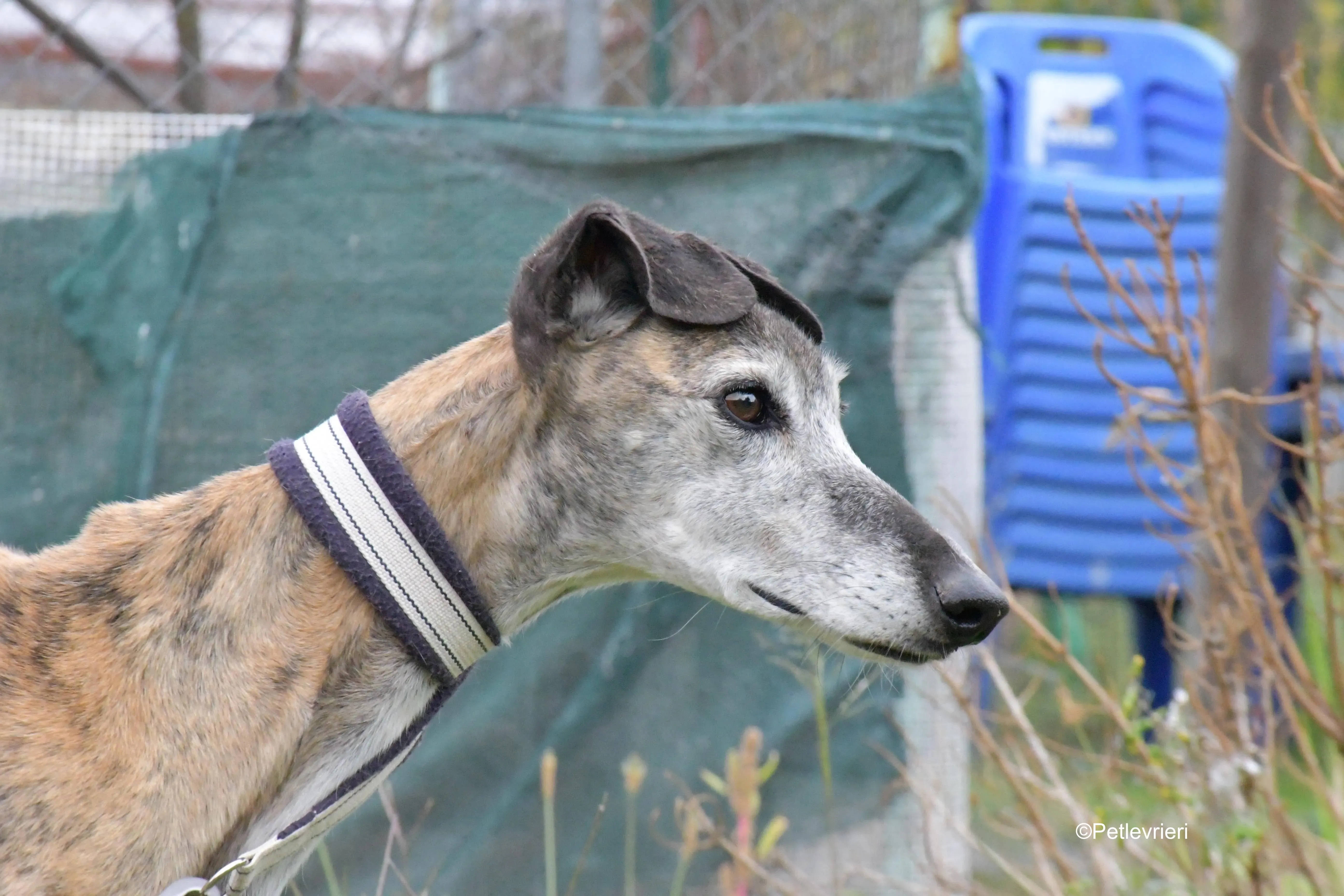 tralla adozione levrieri galgo 7