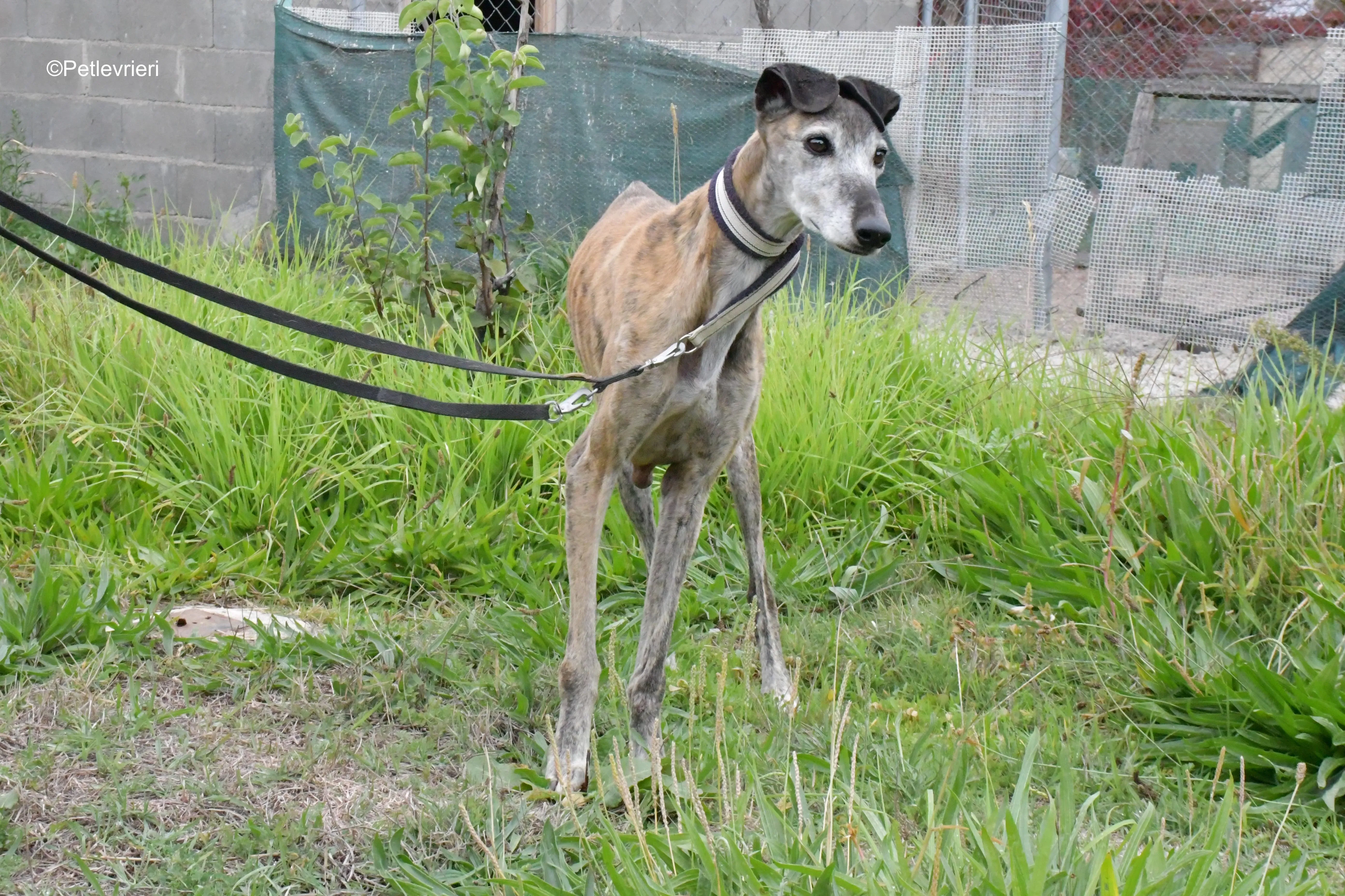 tralla adozione levrieri galgo 8