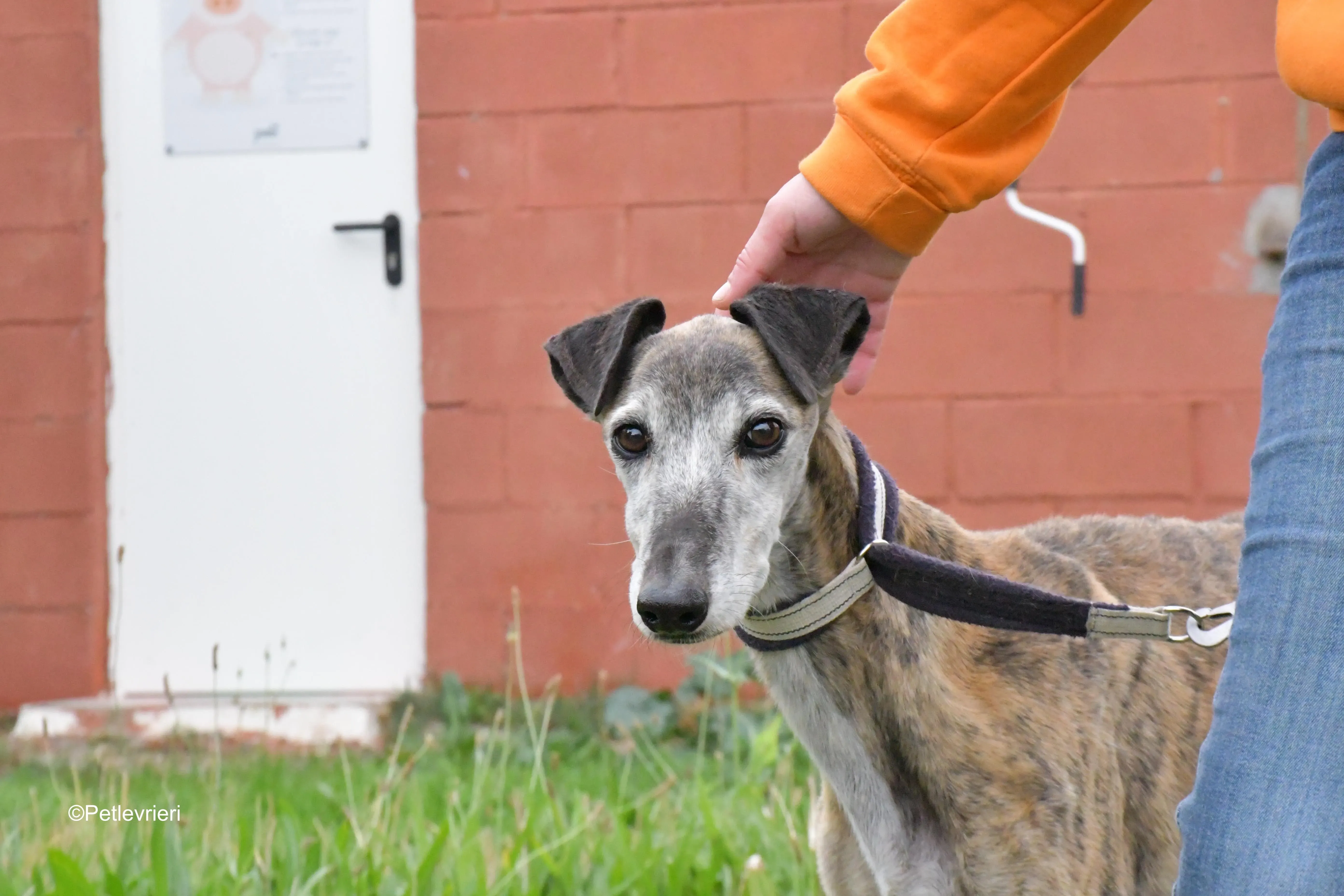 tralla adozione levrieri galgo 9