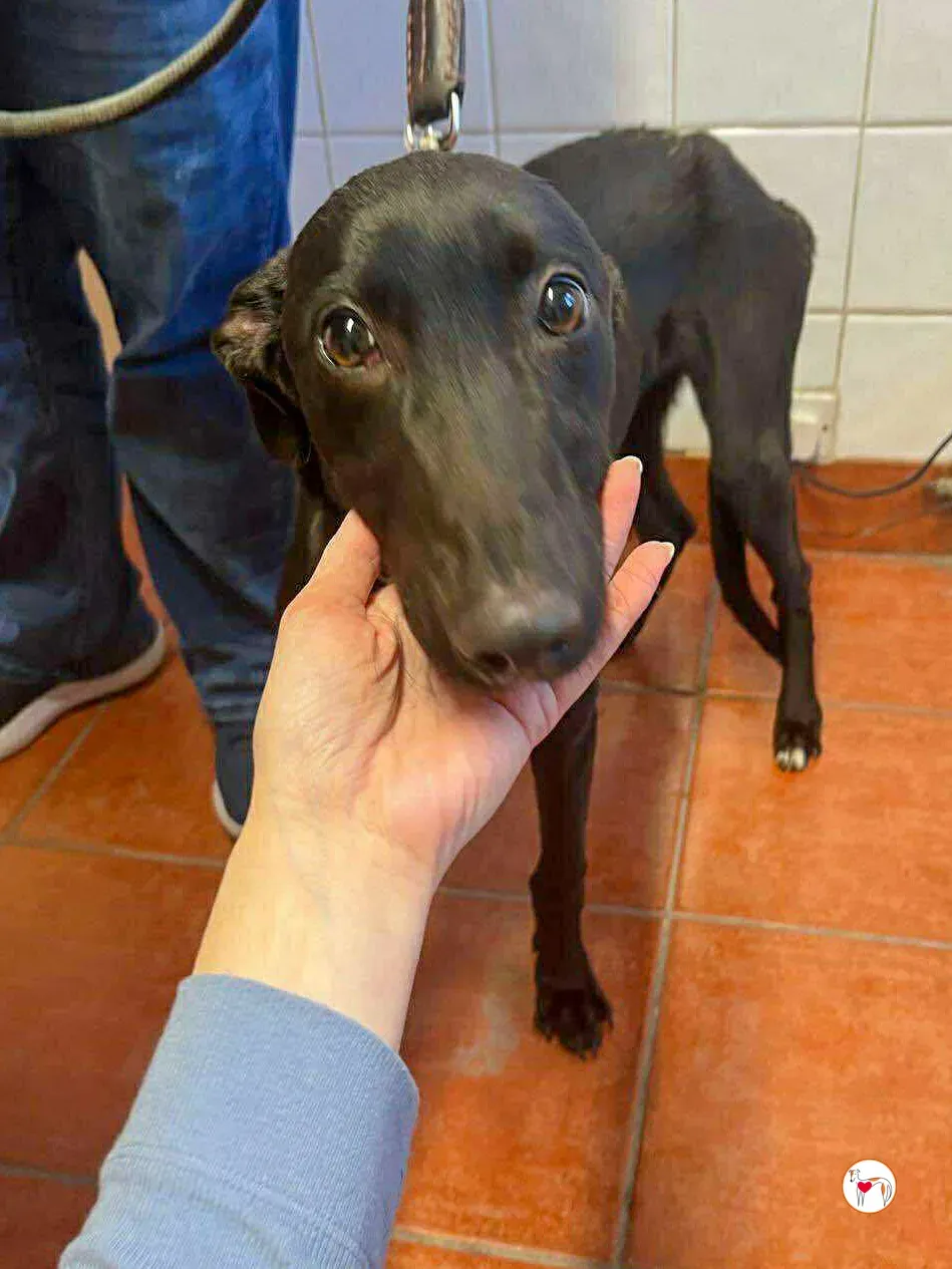 trevor grey adozione 01