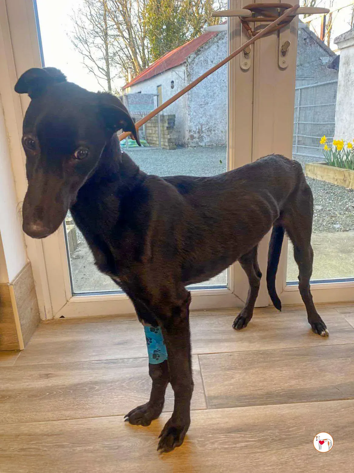 trevor grey adozione 02