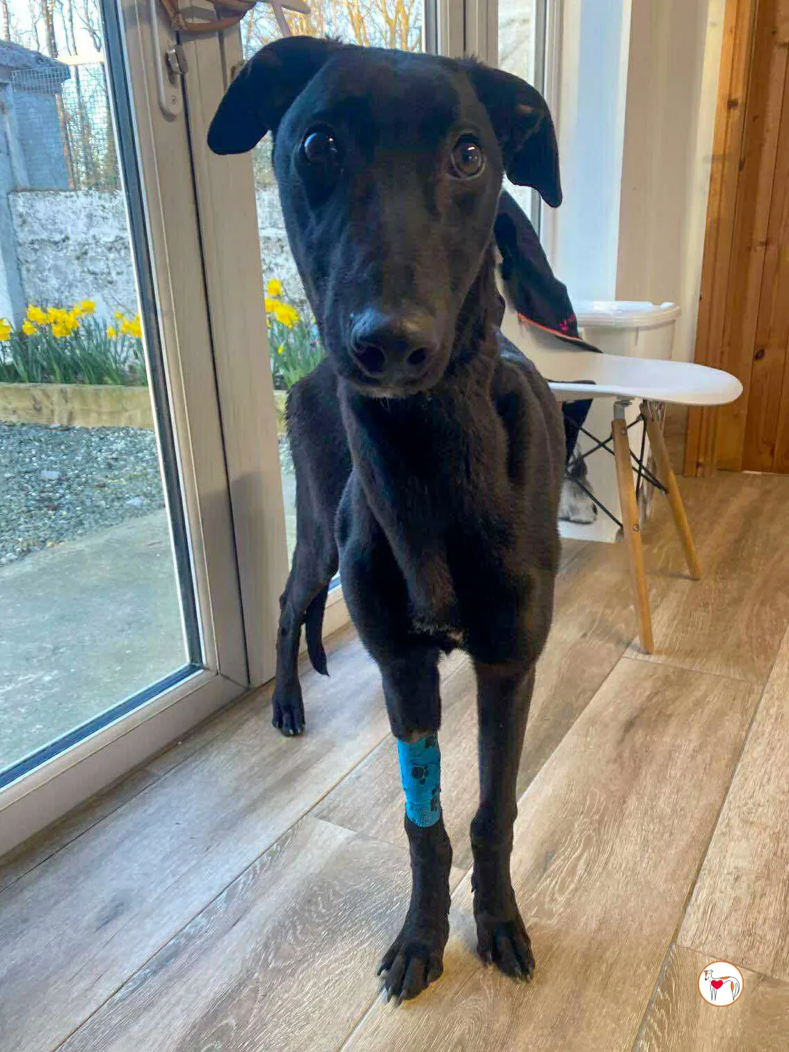 trevor grey adozione 03