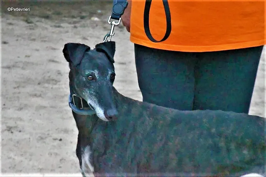 triana adozione levrieri galgo 1 1024x683 1