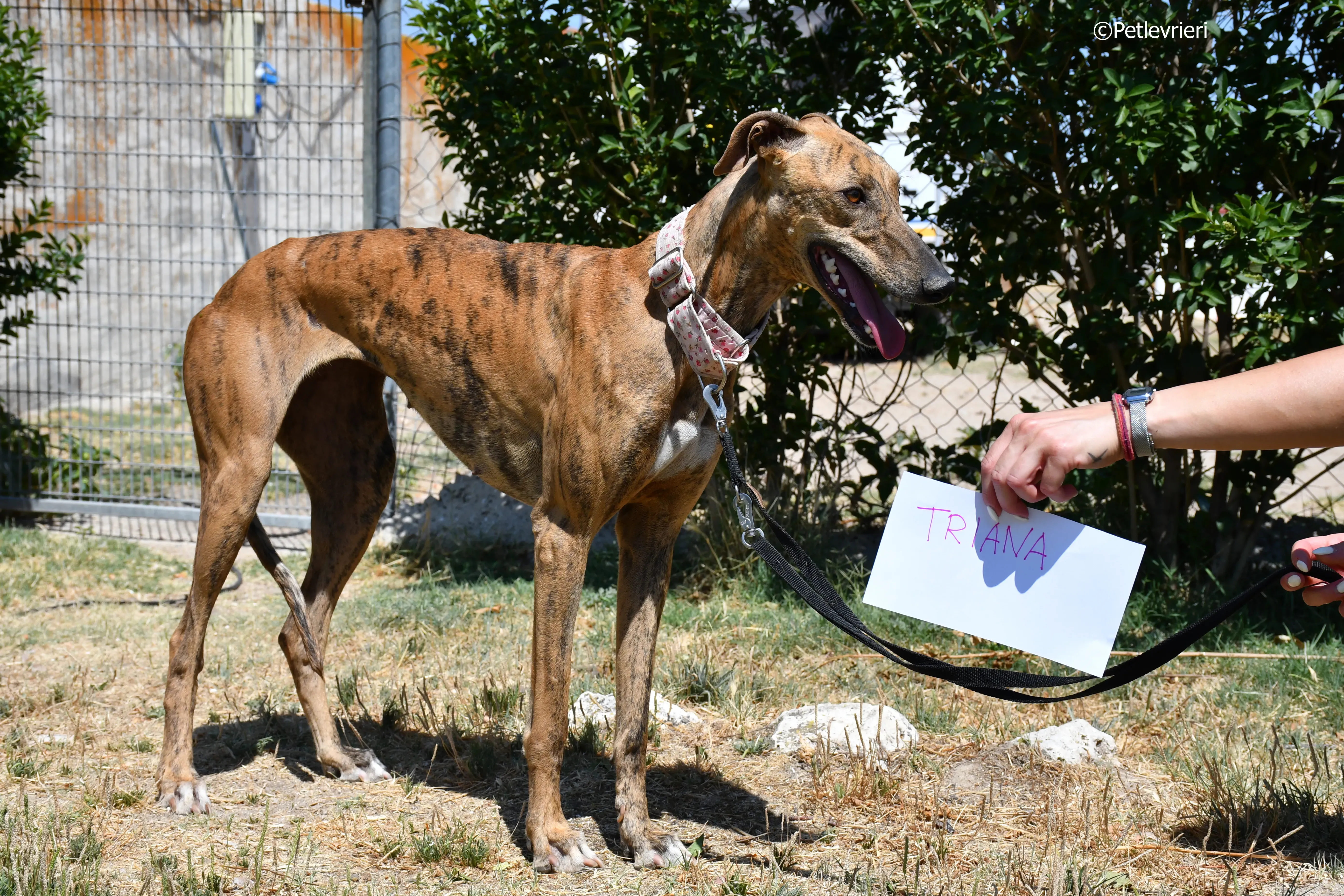 triana adozione levrieri galgo 1