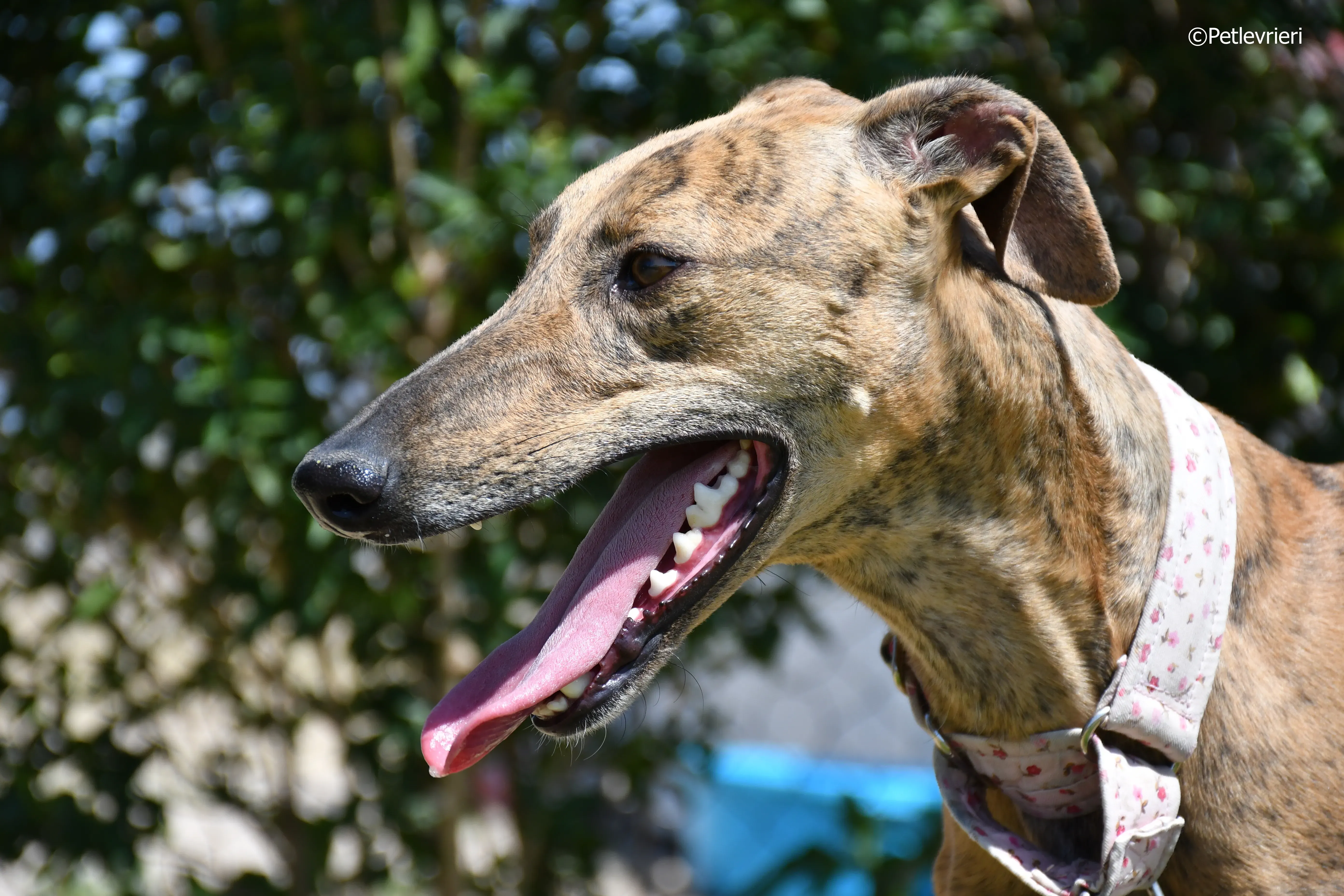 triana adozione levrieri galgo 10