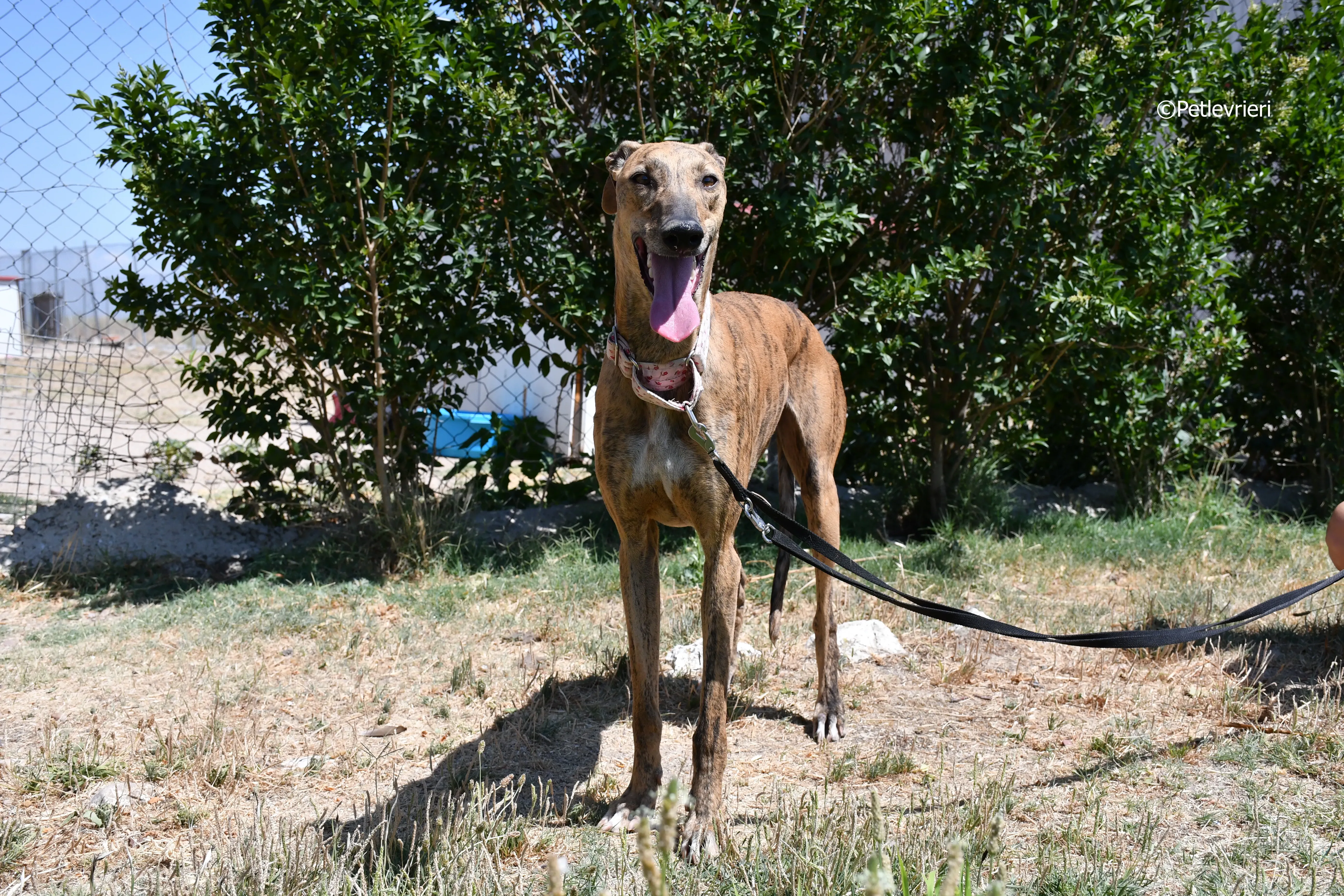 triana adozione levrieri galgo 11