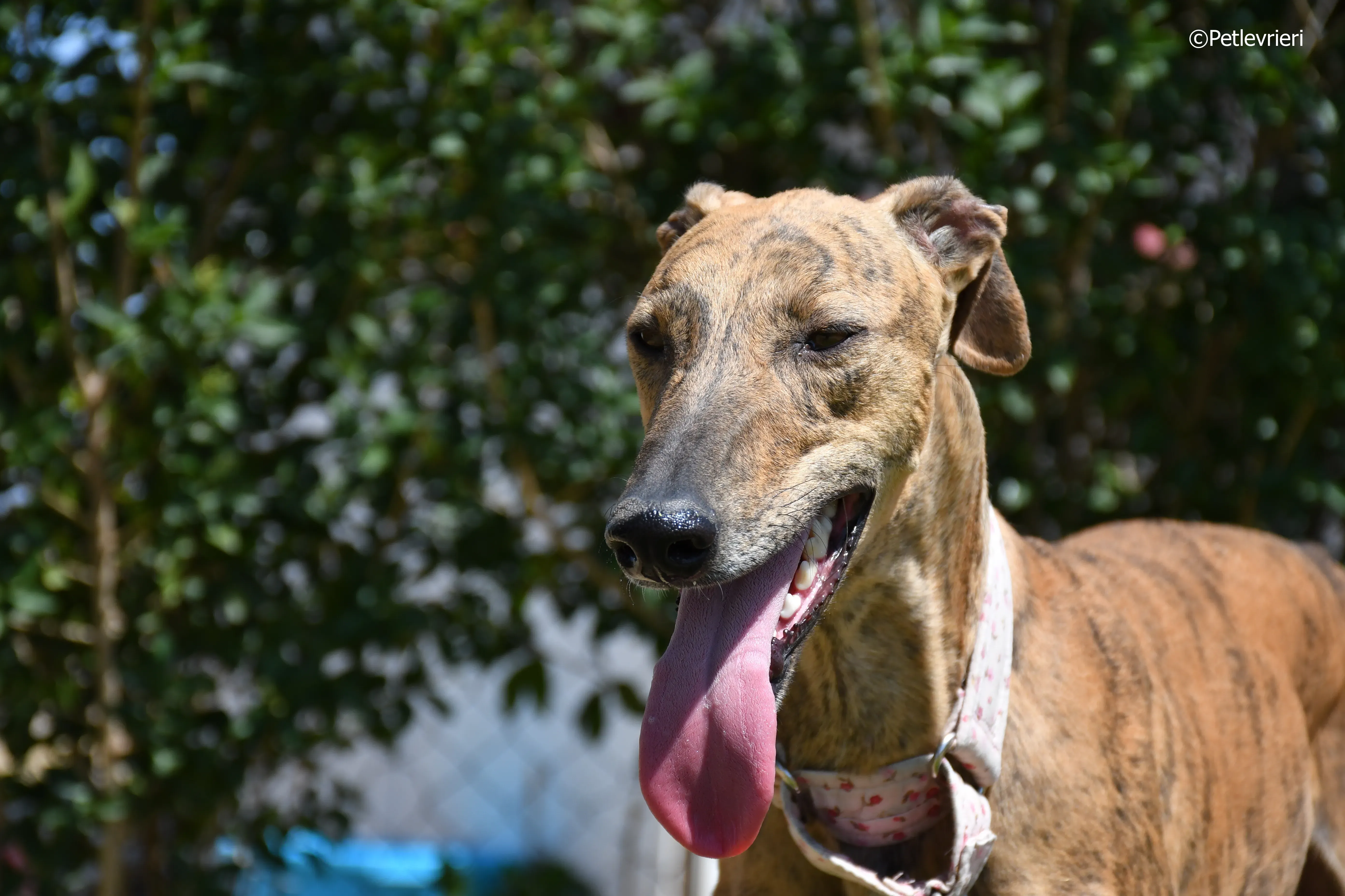 triana adozione levrieri galgo 12