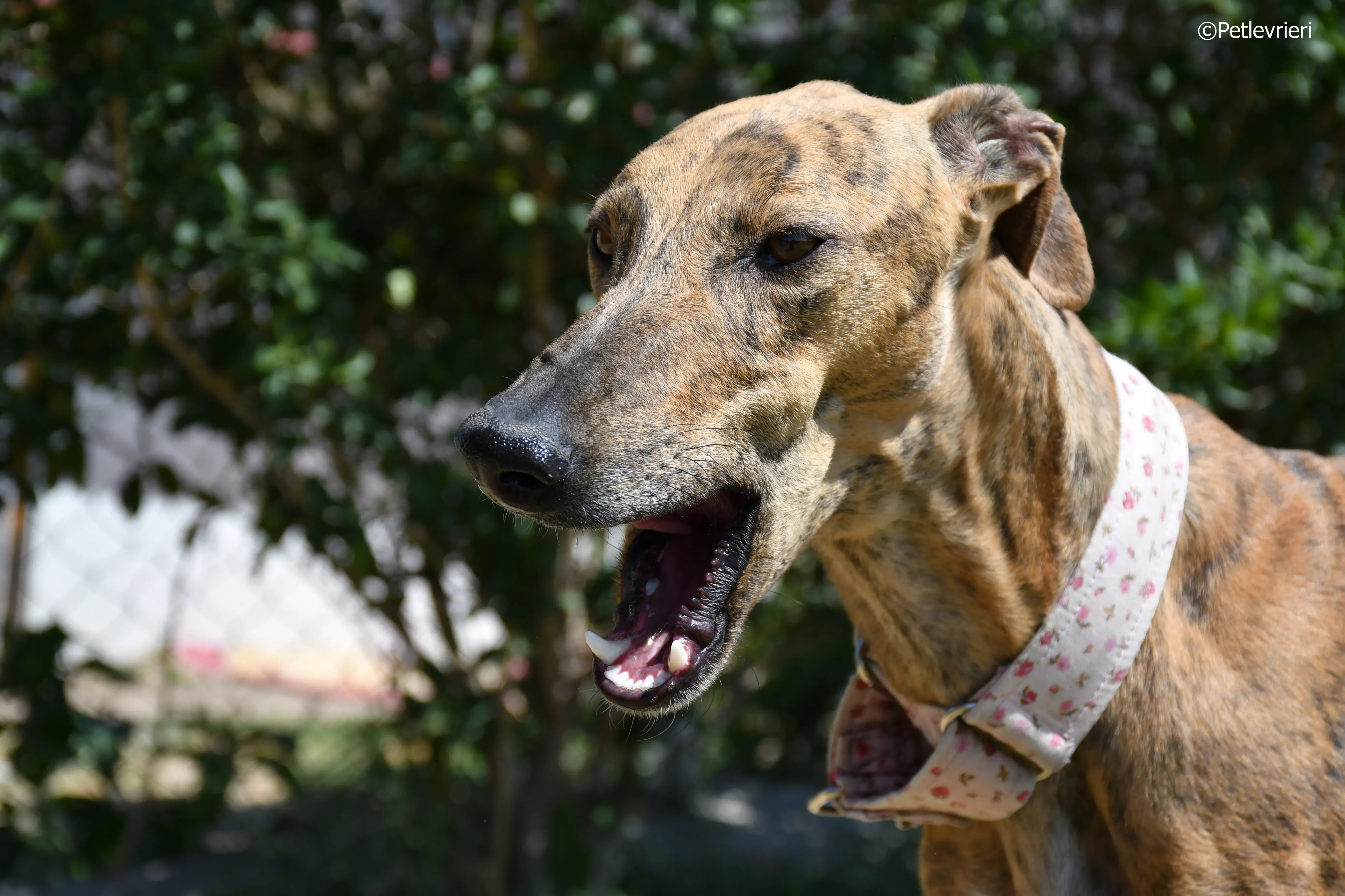 triana adozione levrieri galgo 14