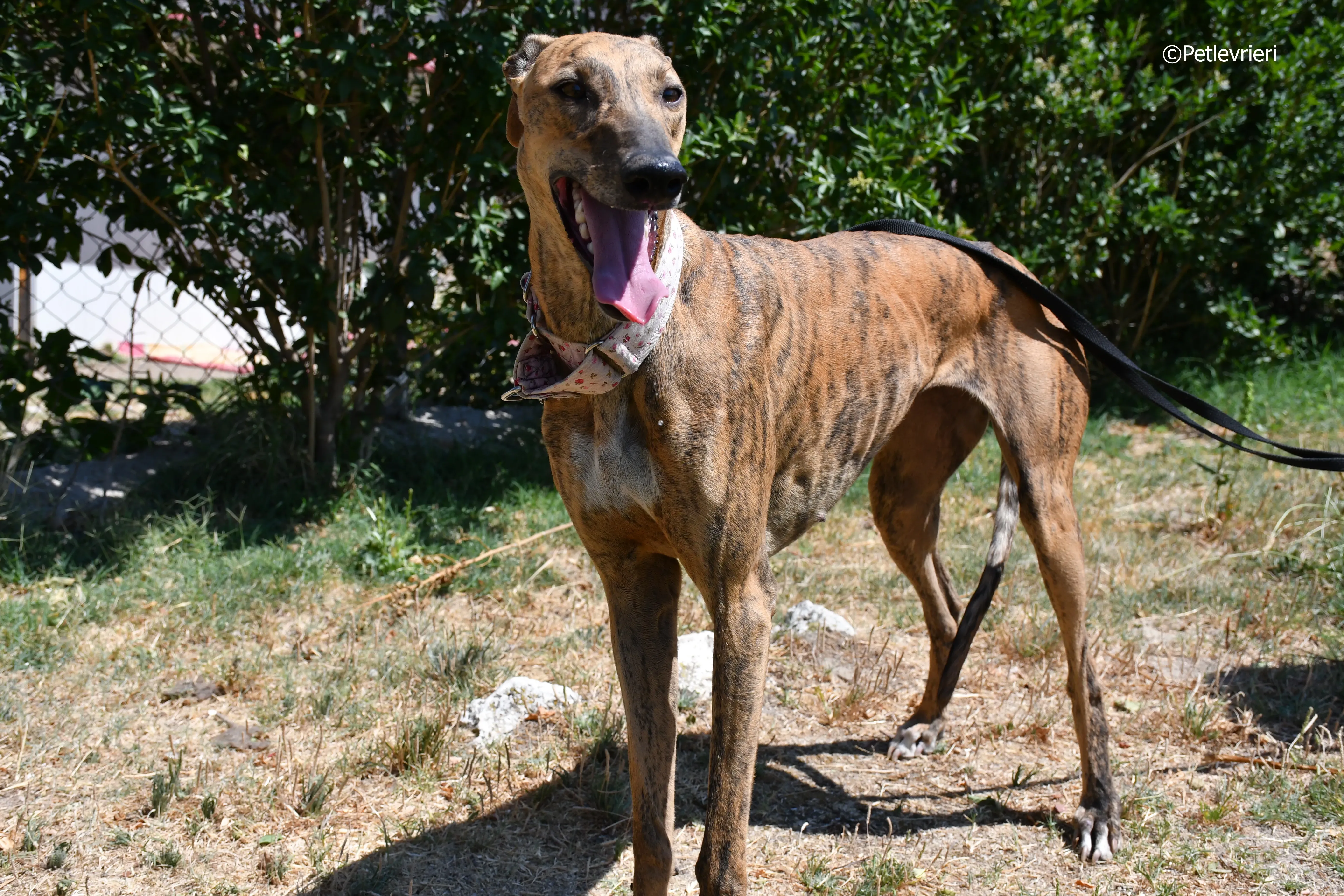 triana adozione levrieri galgo 15