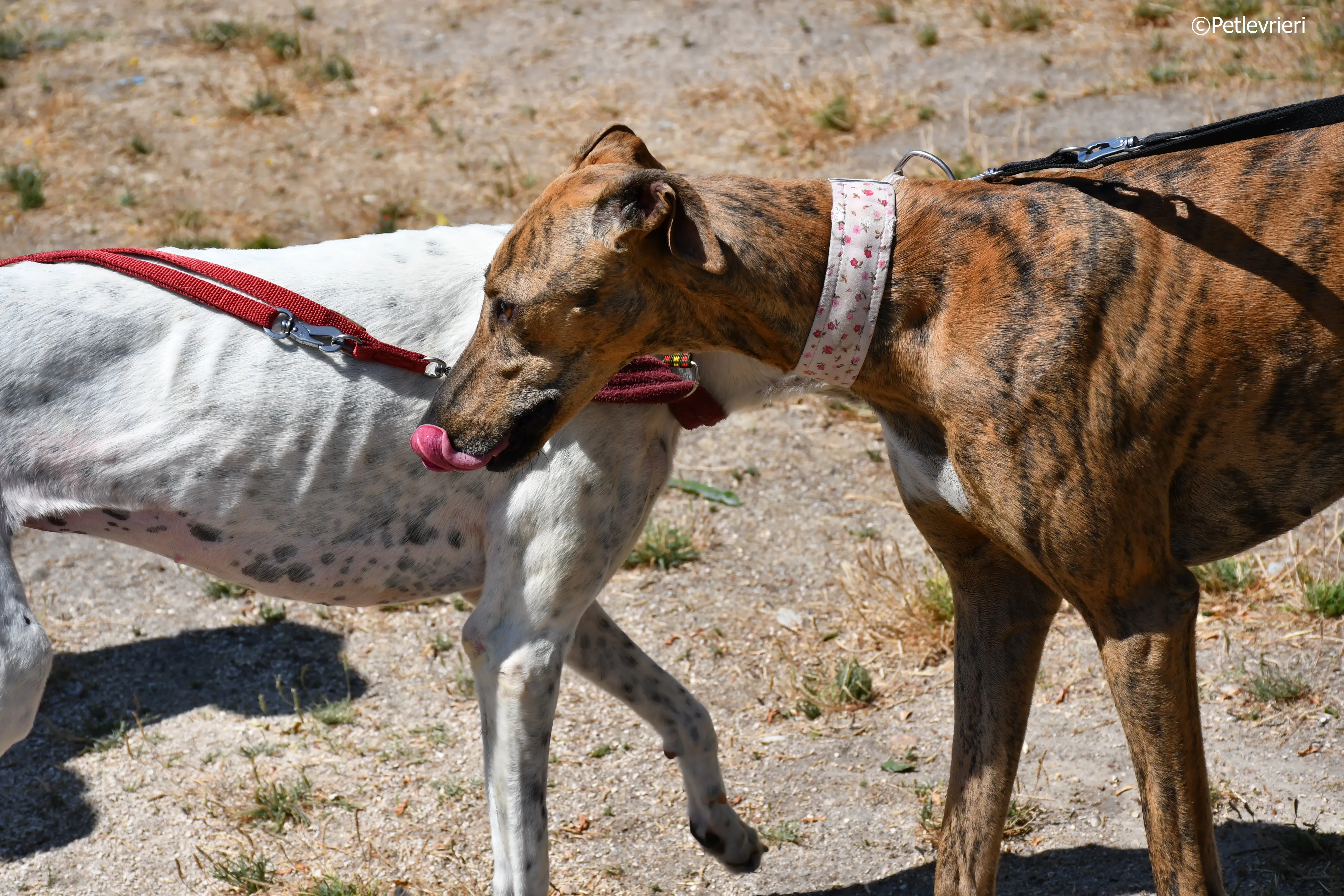 triana adozione levrieri galgo 17