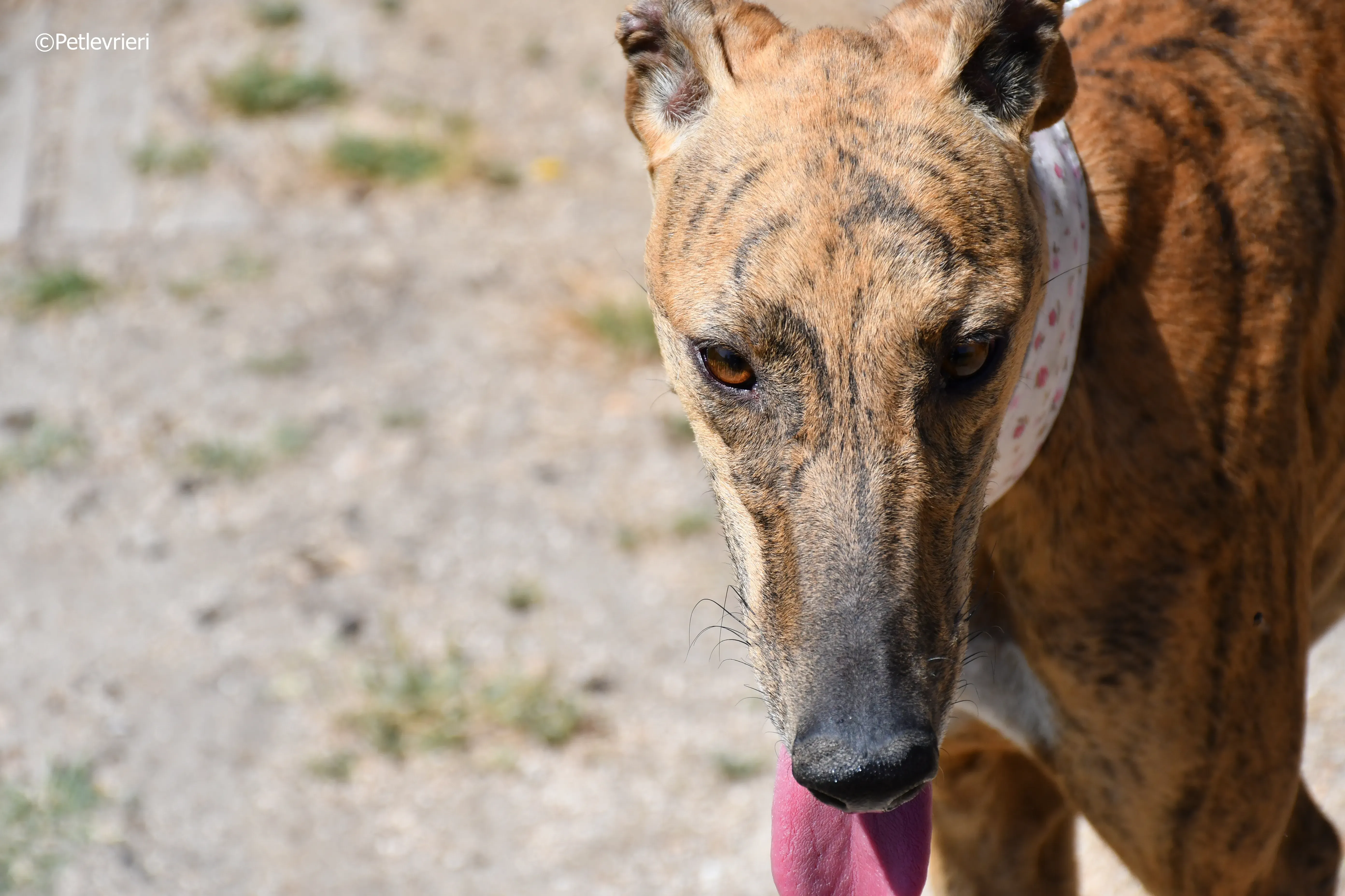 triana adozione levrieri galgo 18