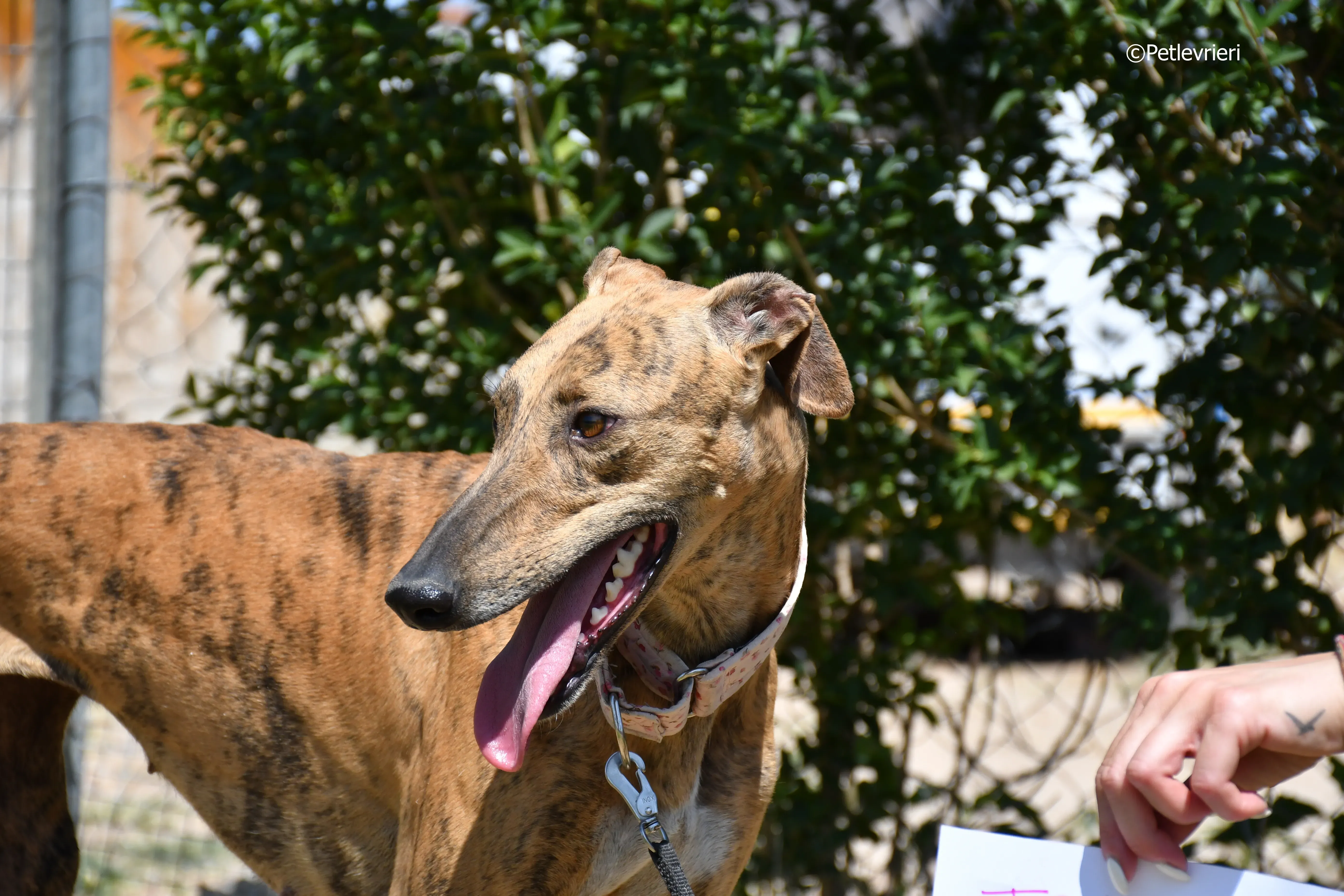 triana adozione levrieri galgo 2