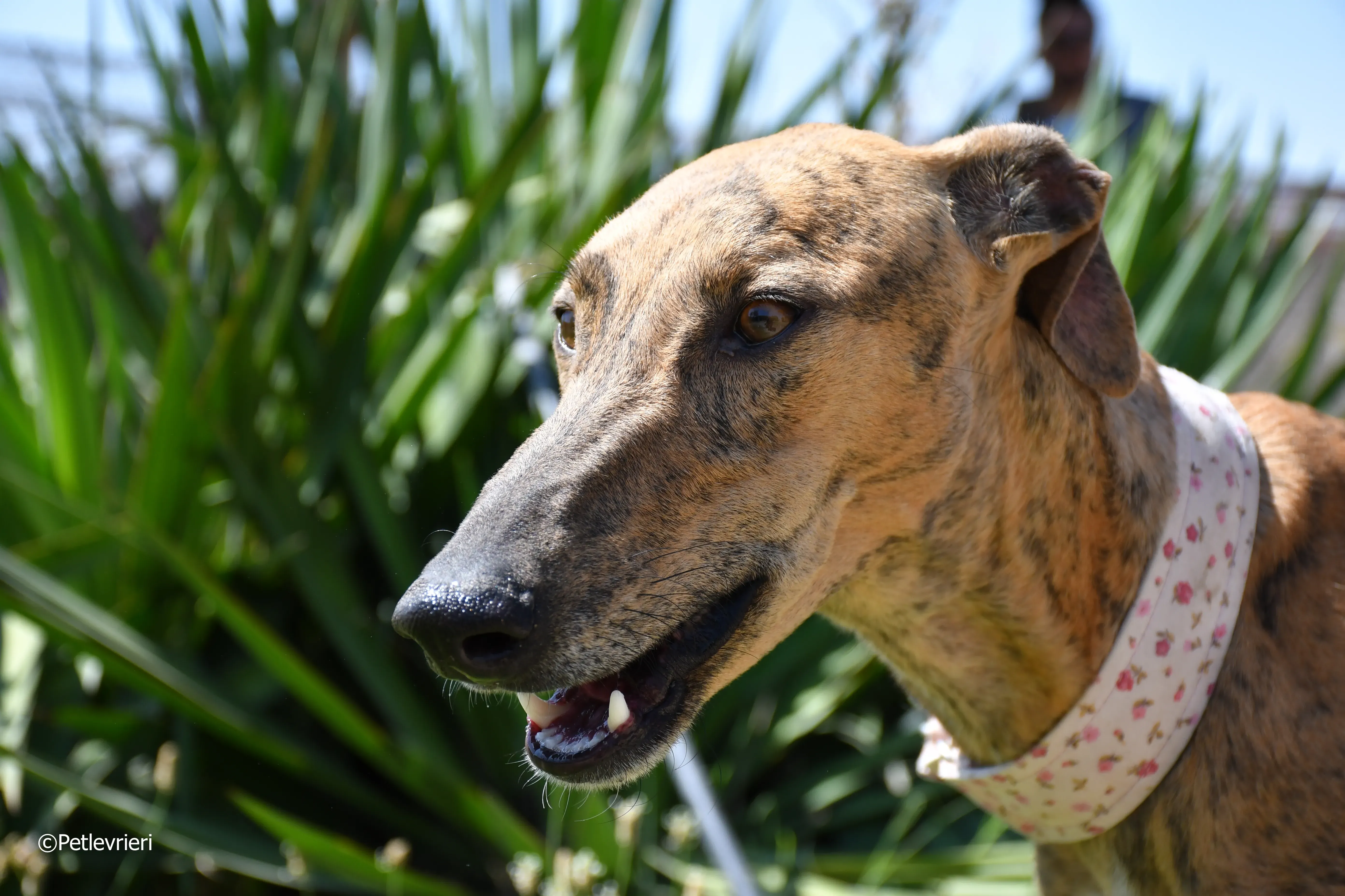triana adozione levrieri galgo 20