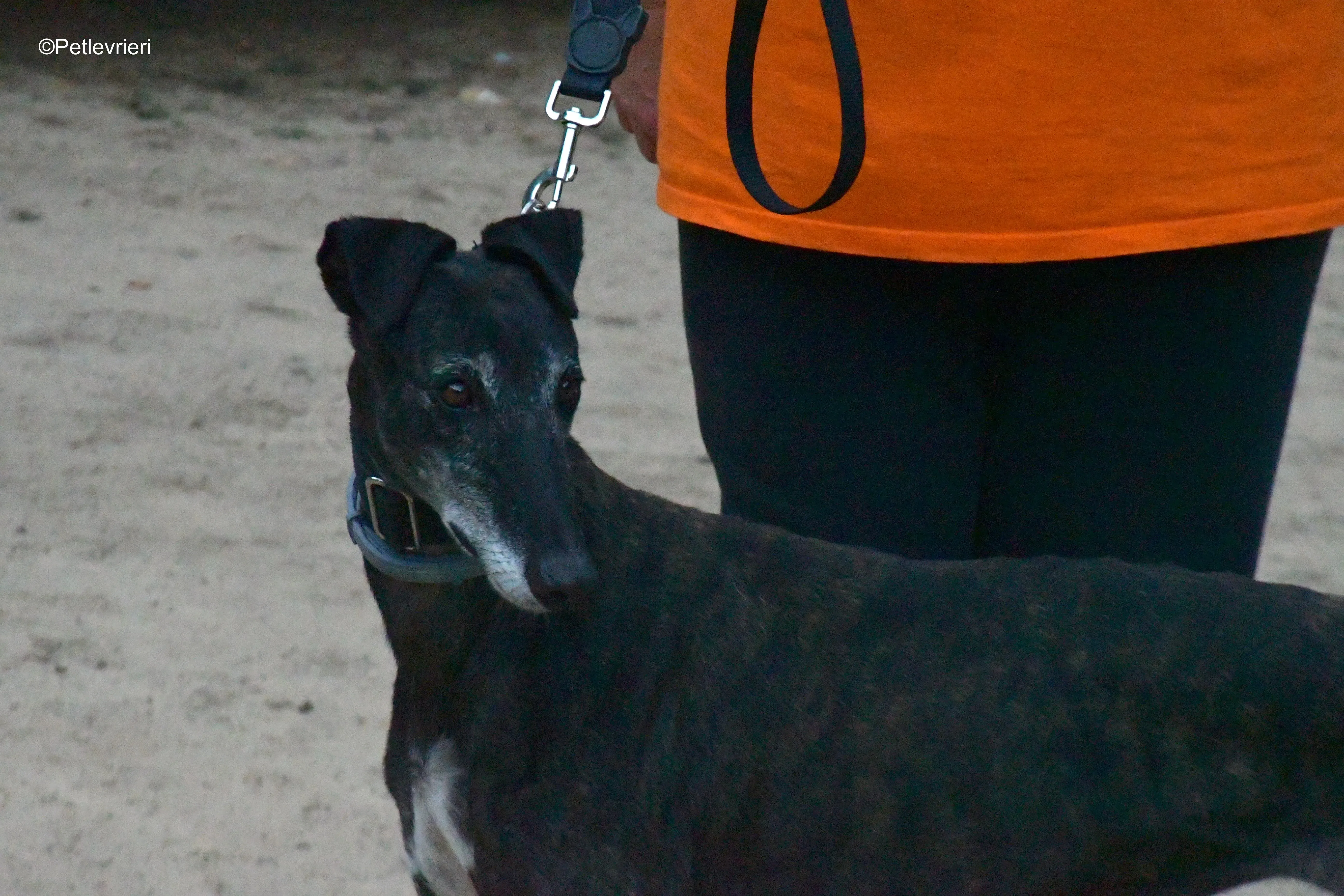 triana adozione levrieri galgo 1