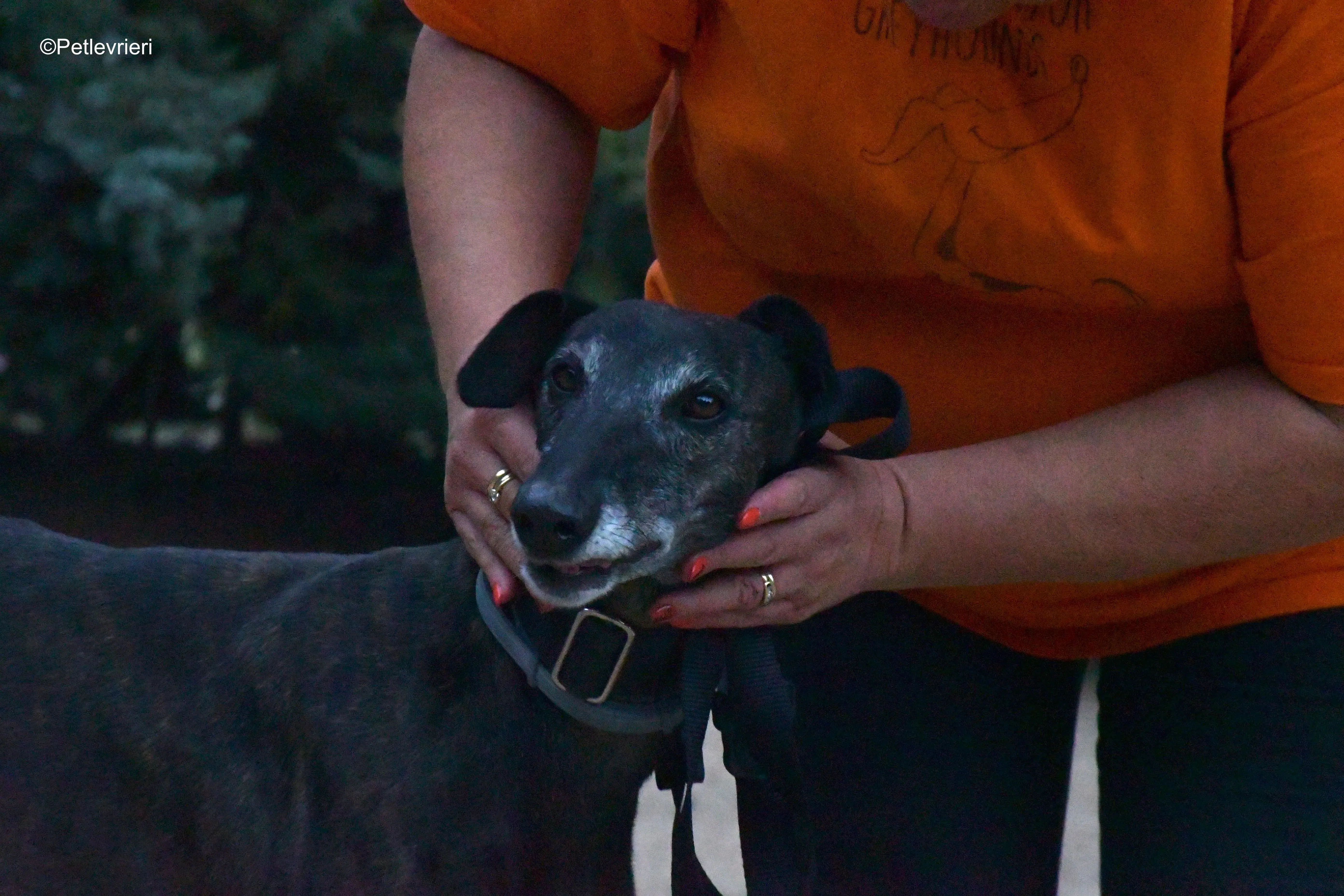 triana adozione levrieri galgo 6