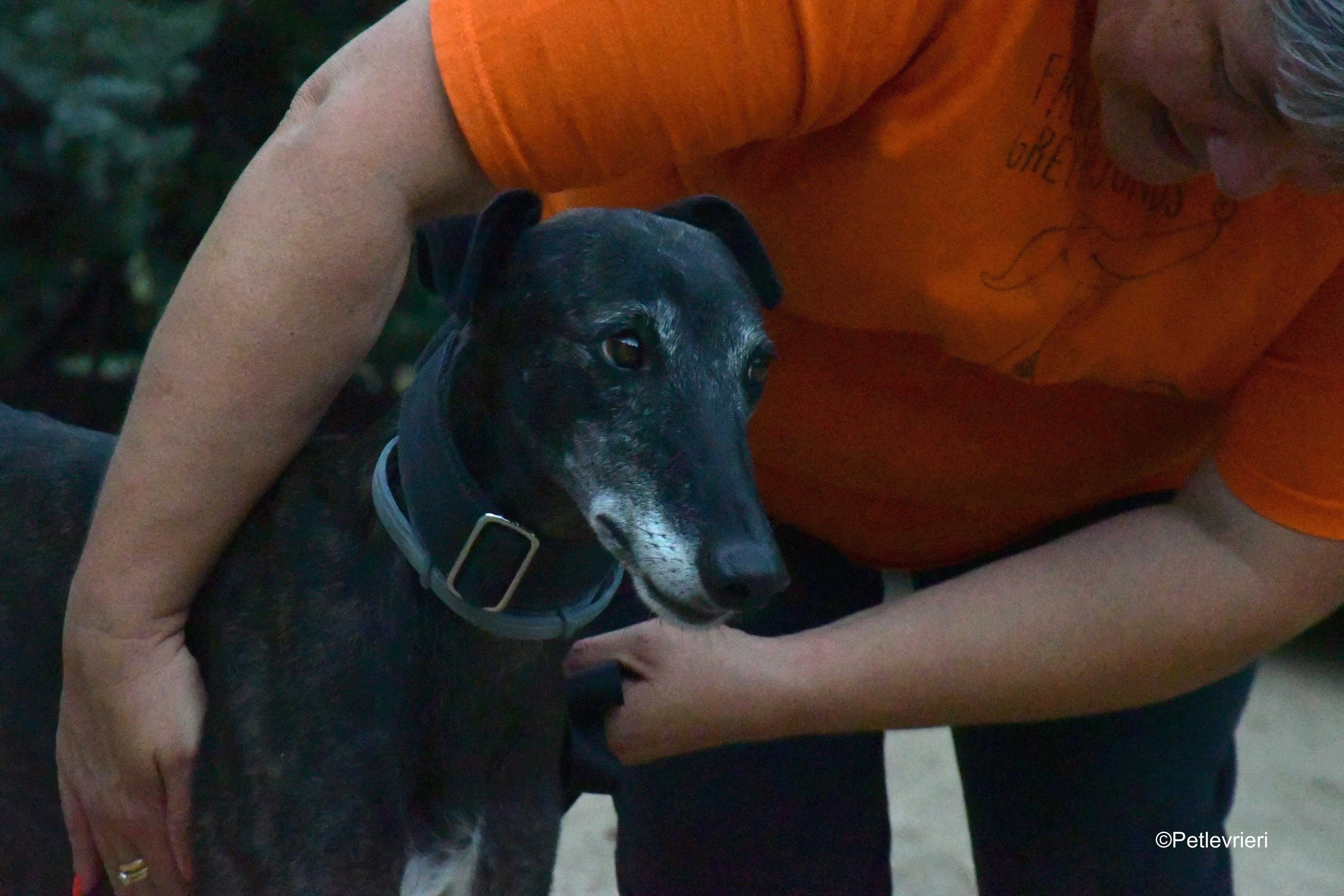 triana adozione levrieri galgo 7