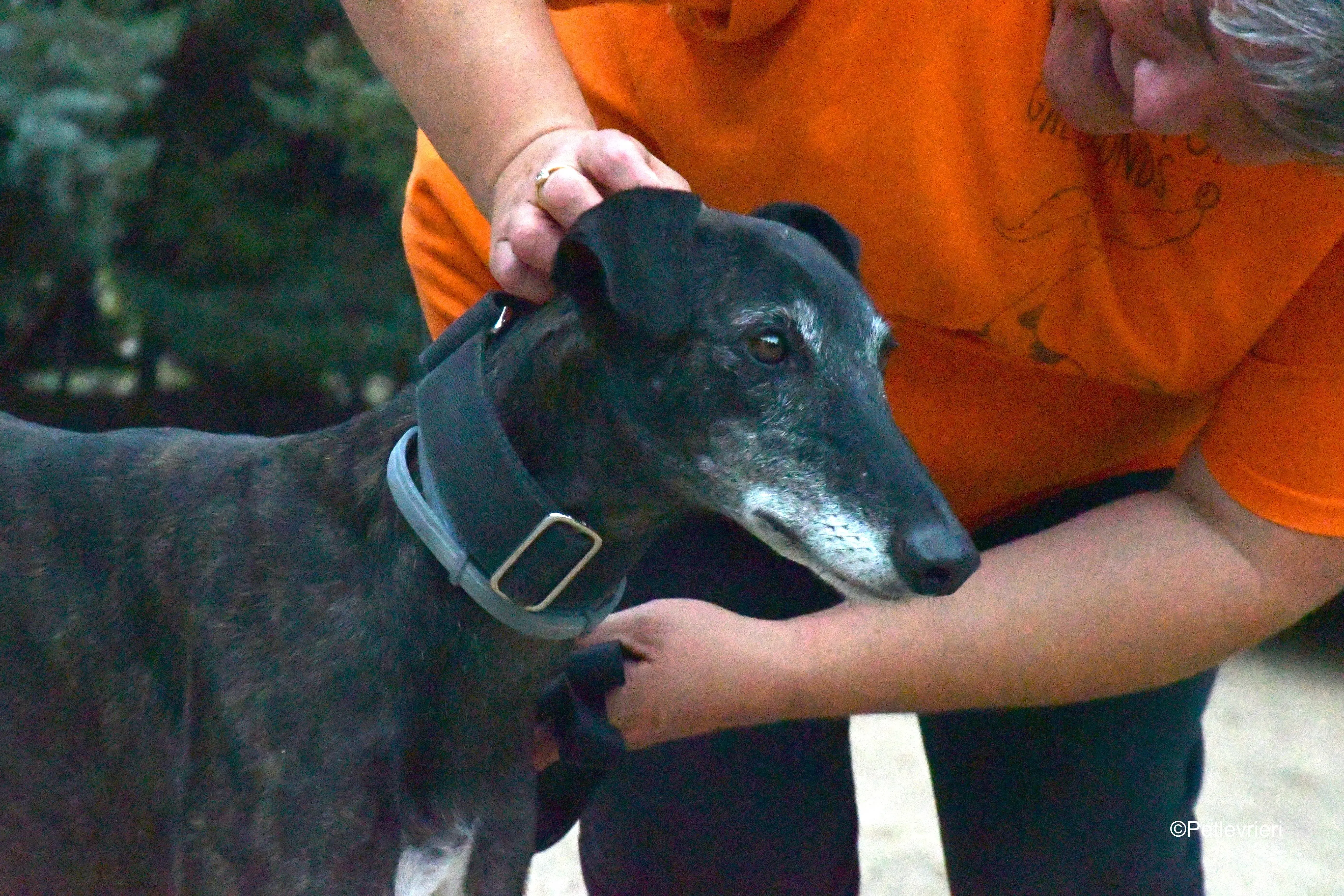 triana adozione levrieri galgo 8